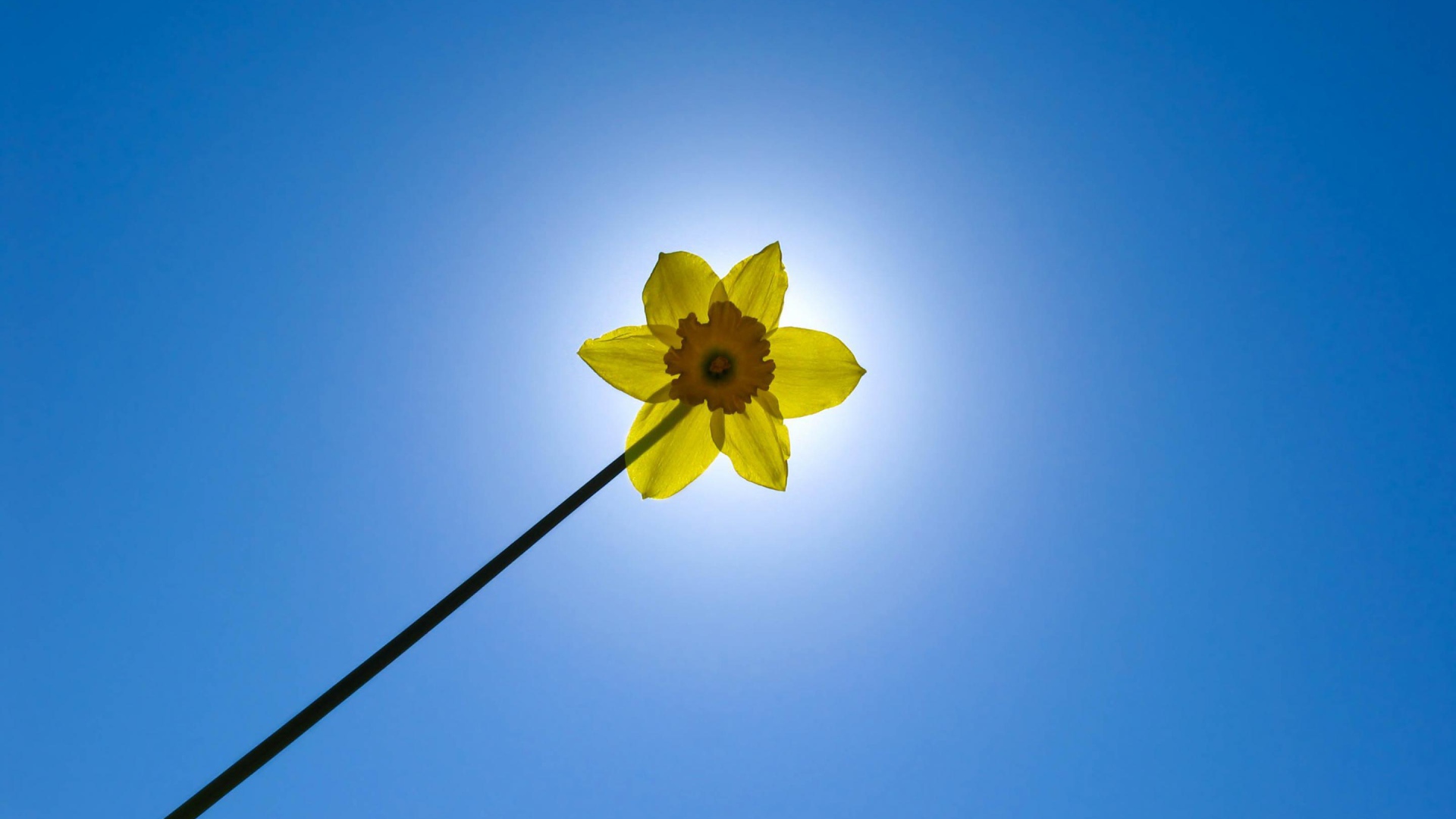 Желтый цветок на фоне неба