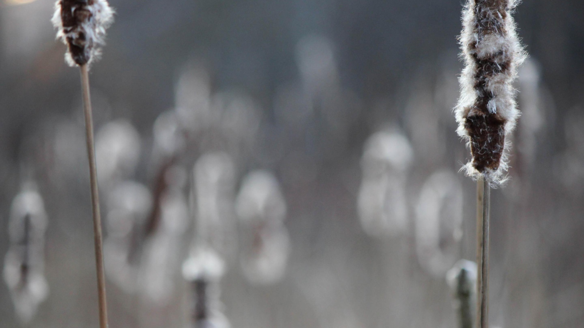 Два колоска