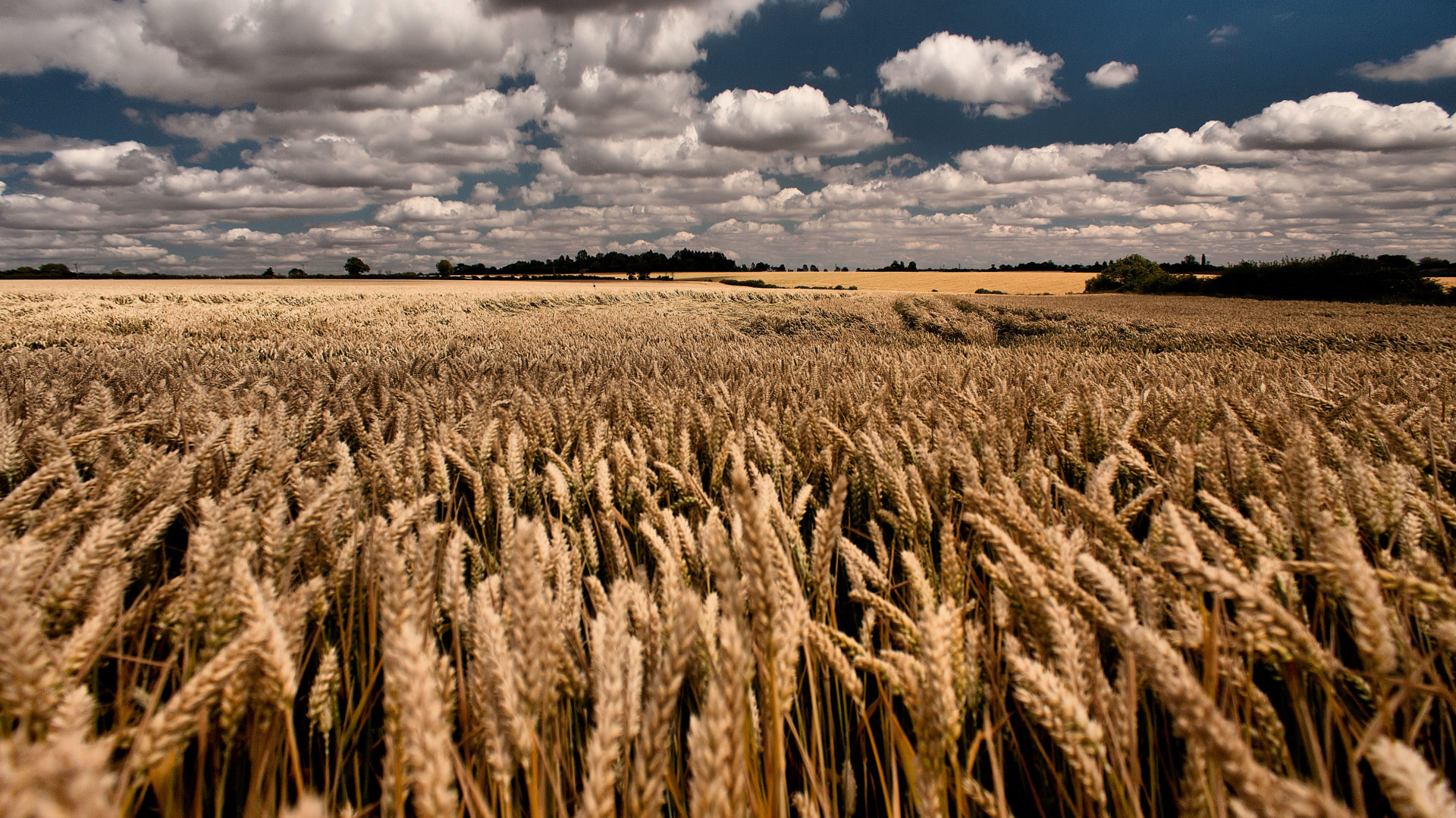 Облачное небо над полем пшеницы