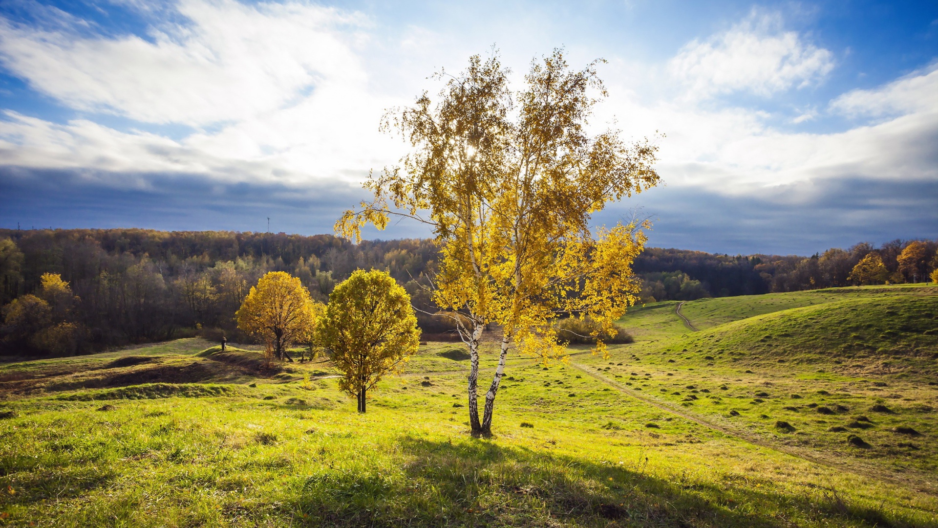 Русская береза на поле