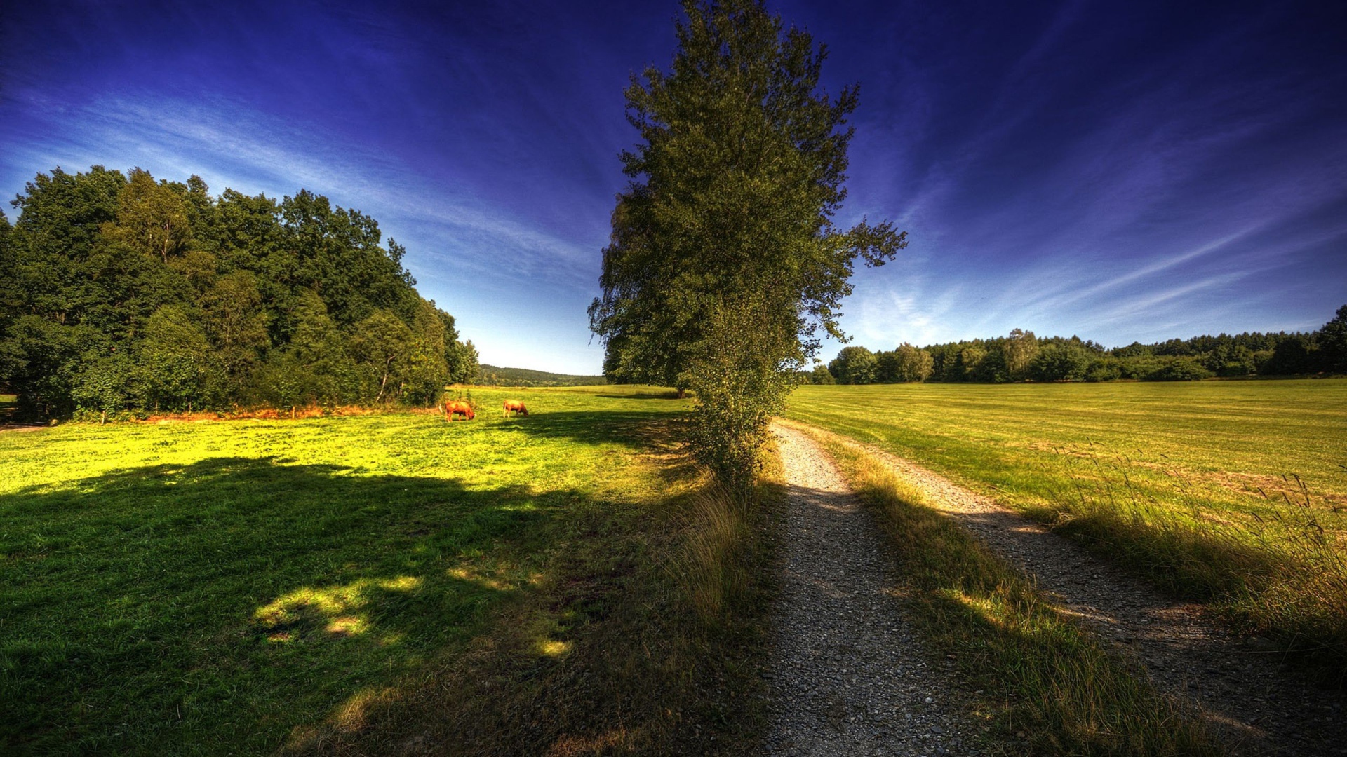 Дорога на поле