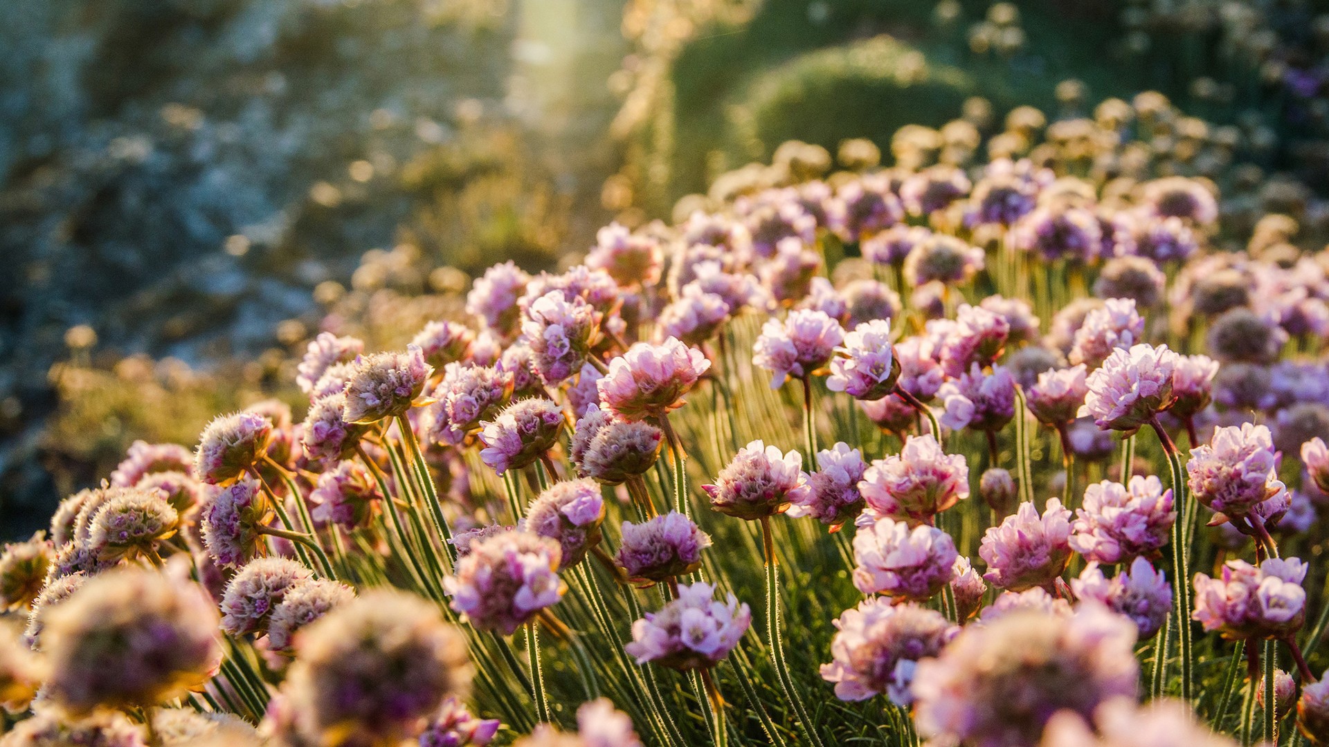 Море цветов