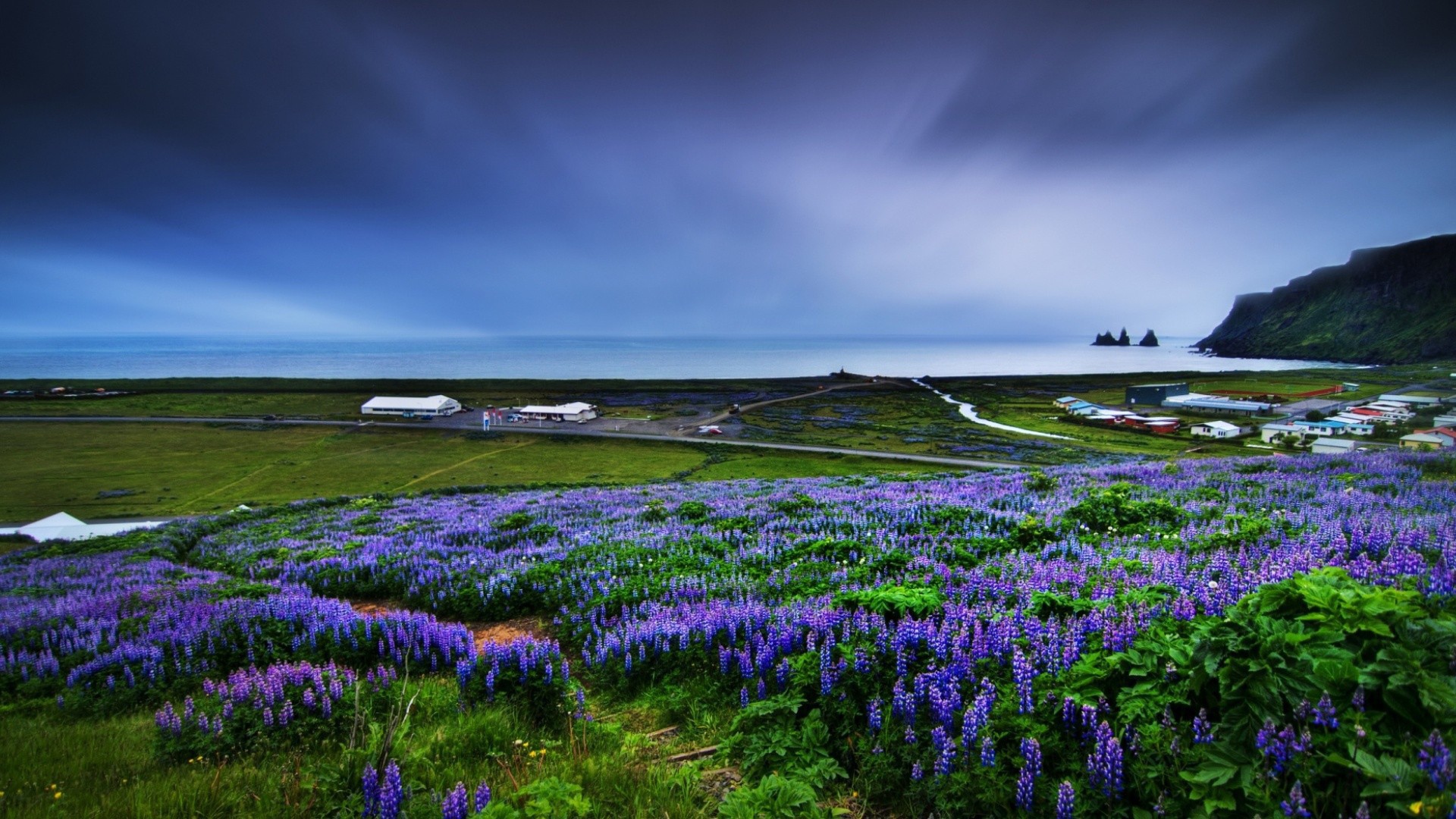 Цветет люпин