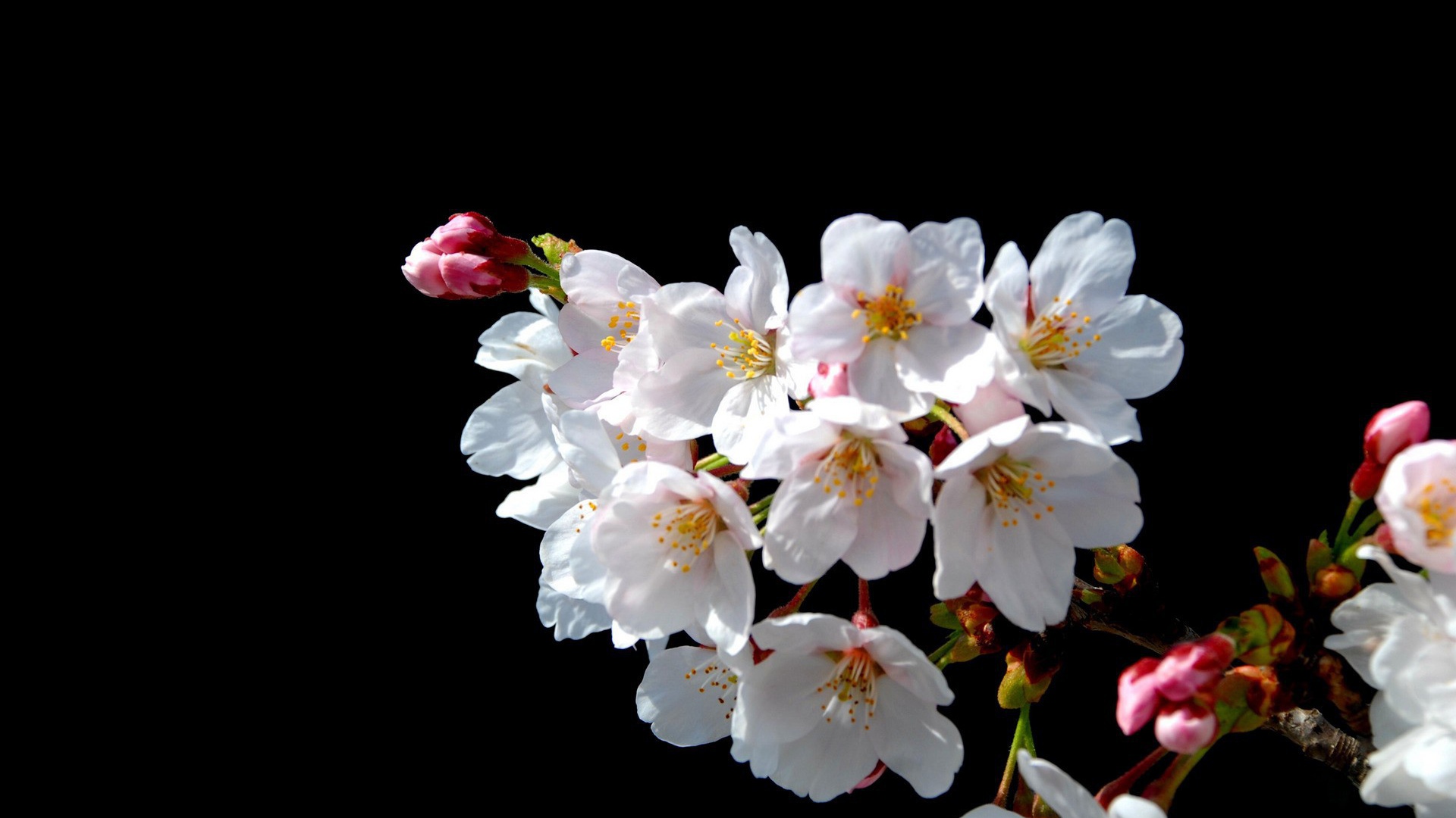 Цветы Японской вишни на черном фоне