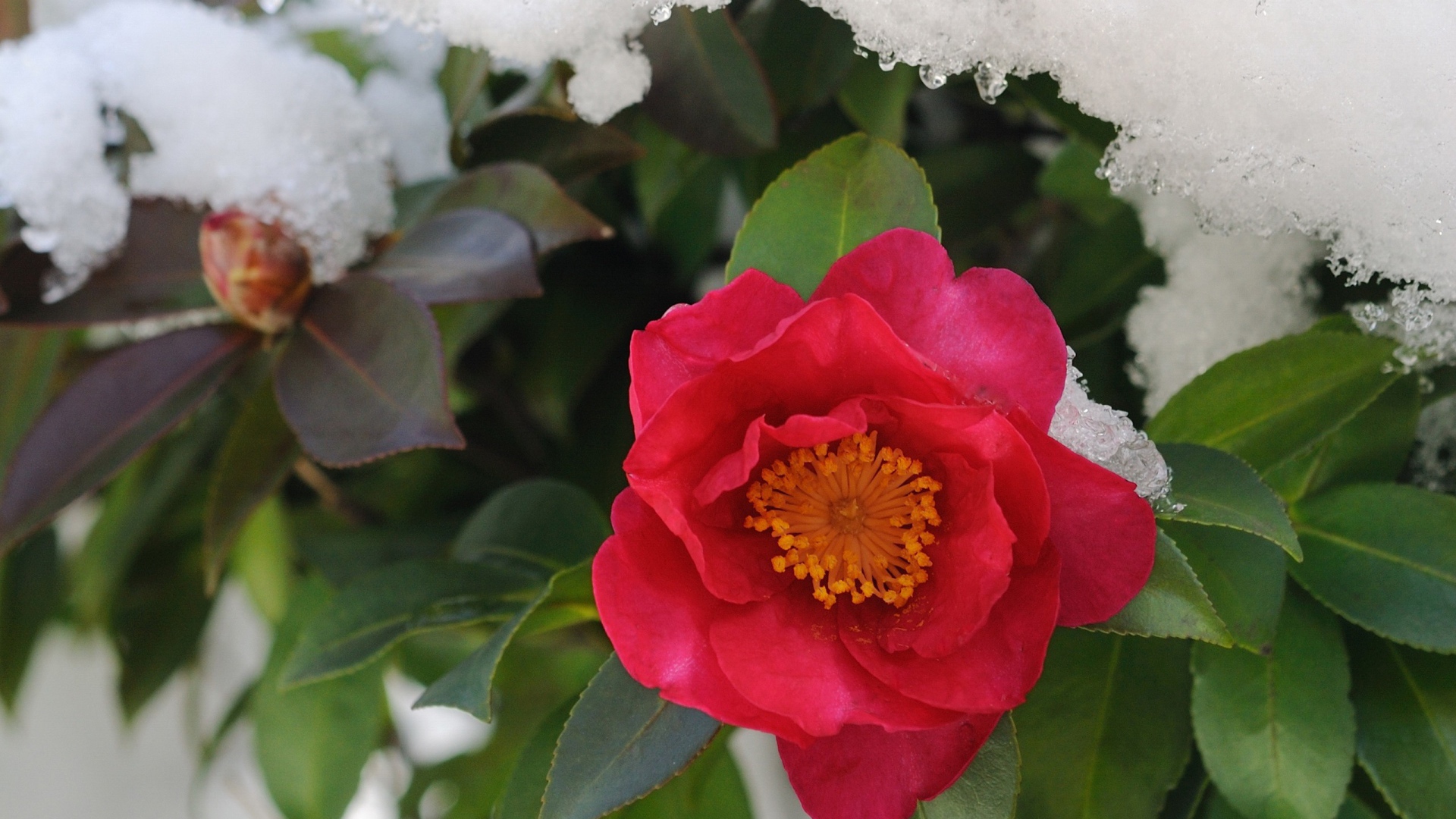 Цветы в снегу