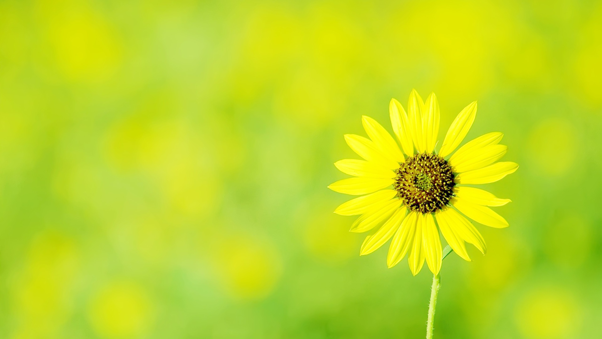 Одинокая ромашка