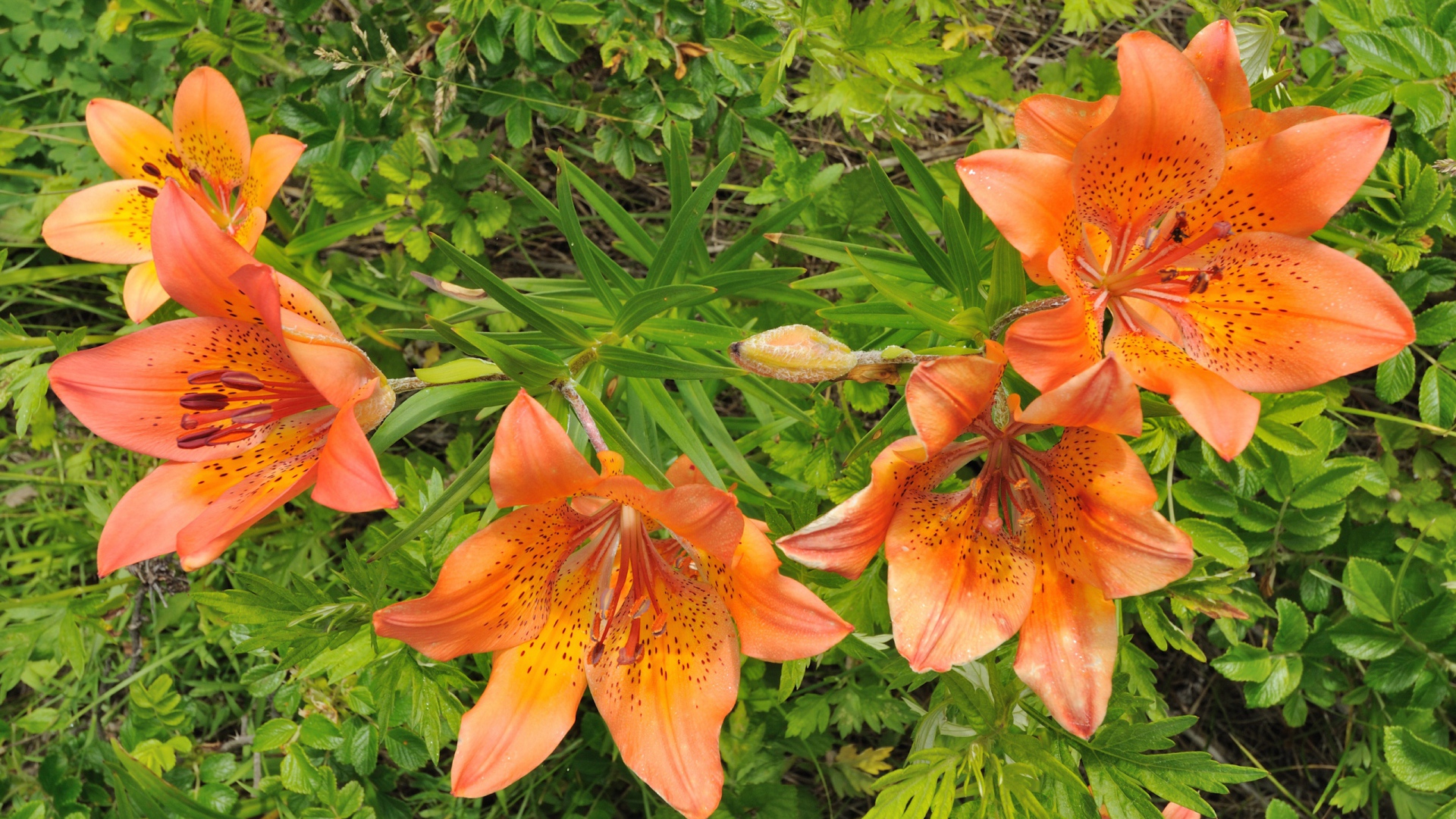 Оранжевые цветы и зелень