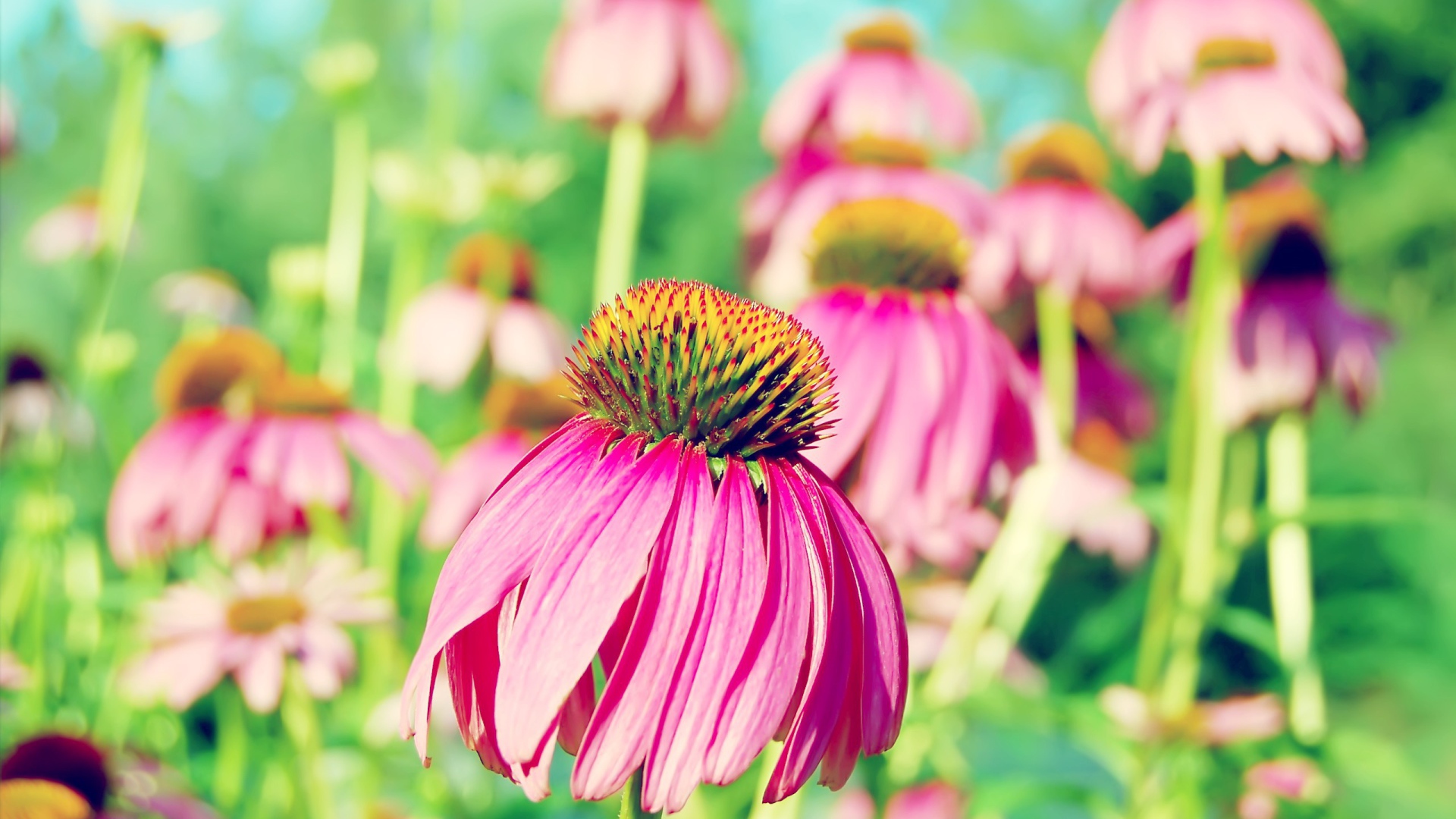 Розовая ромашка