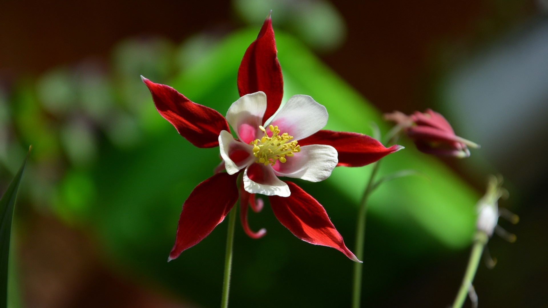 Красно белый цветок