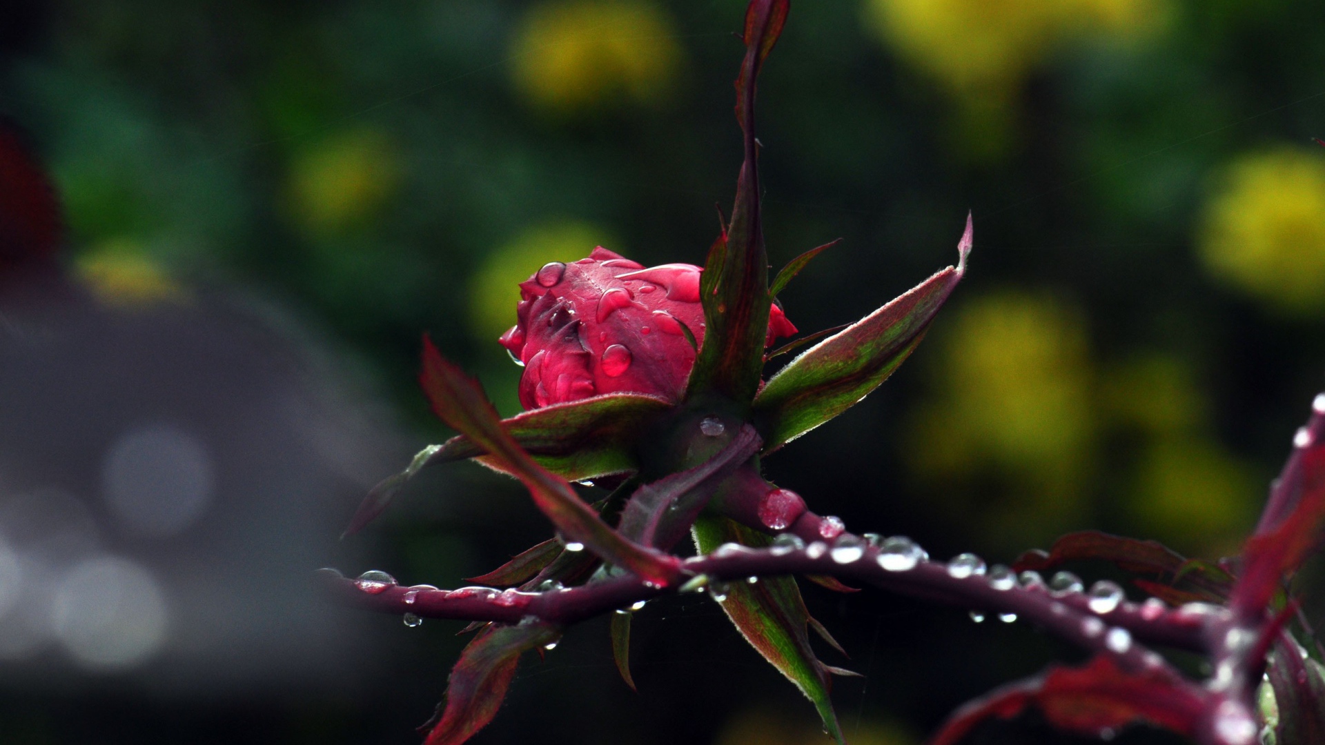 Роза в каплях росы