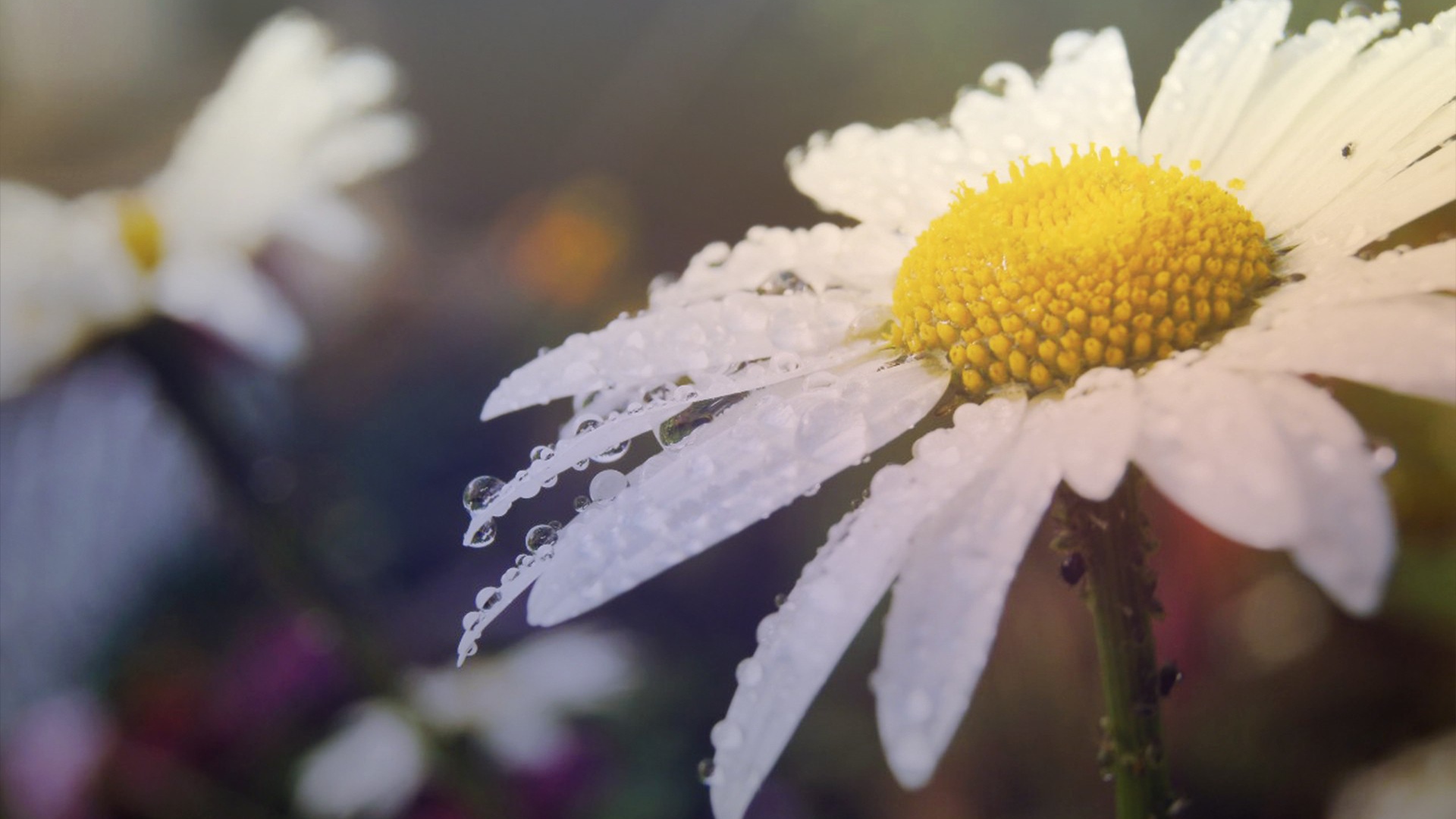 Утренняя роса на лепестках