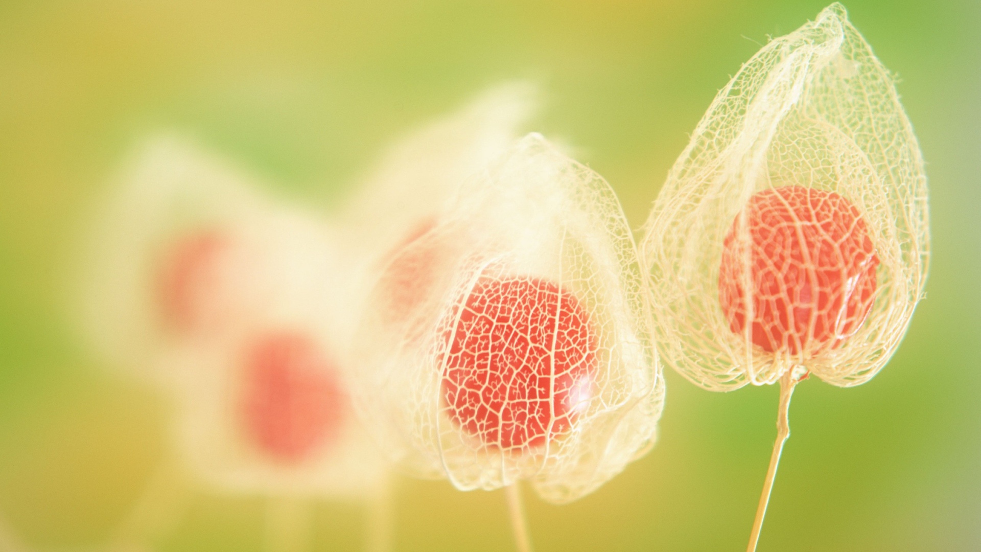 Паутинки цветка Физалиса