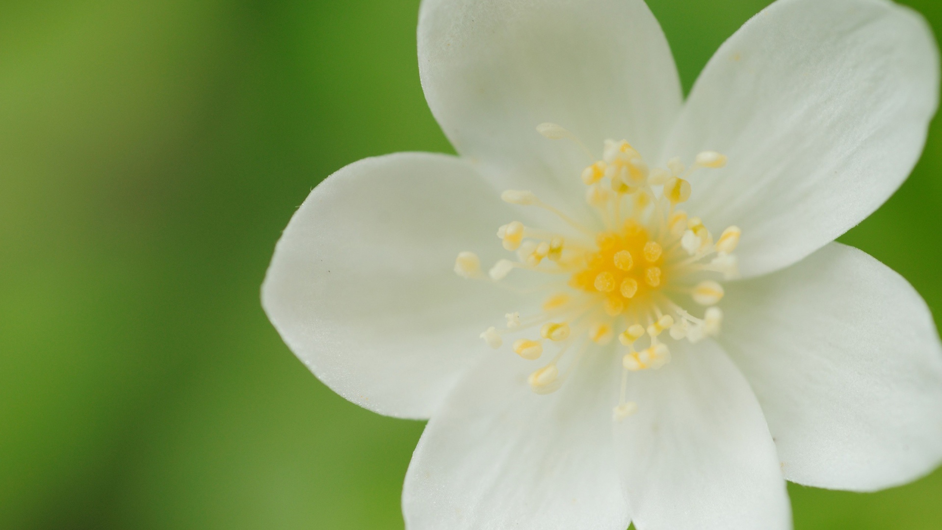 Белые лепестки