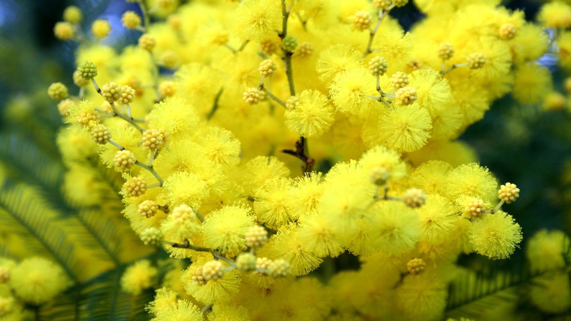 Желтые цветы весной