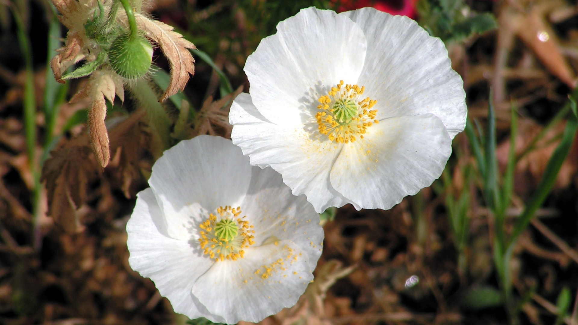 Нежные белые цветы