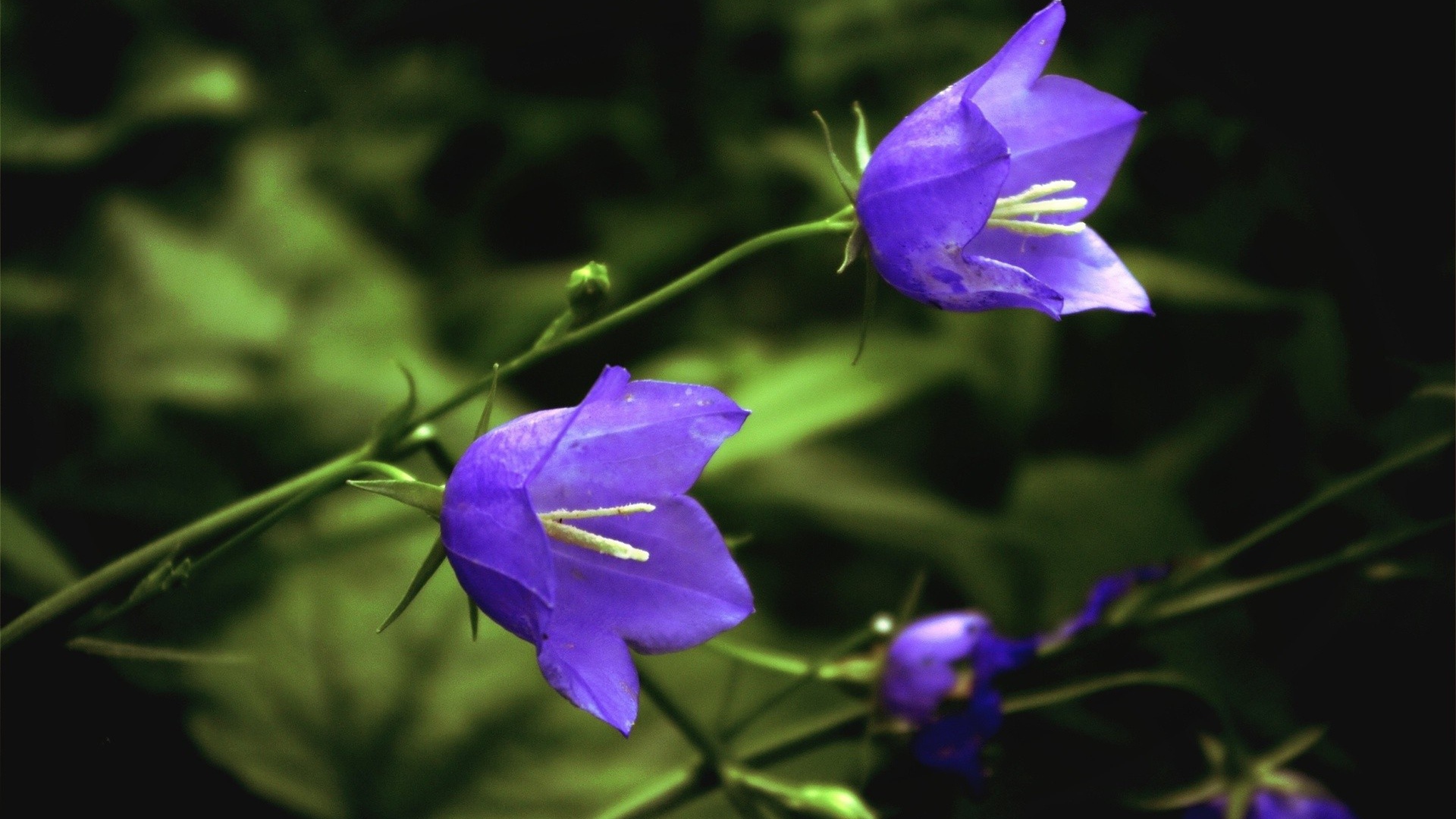 Цветы колокольчики