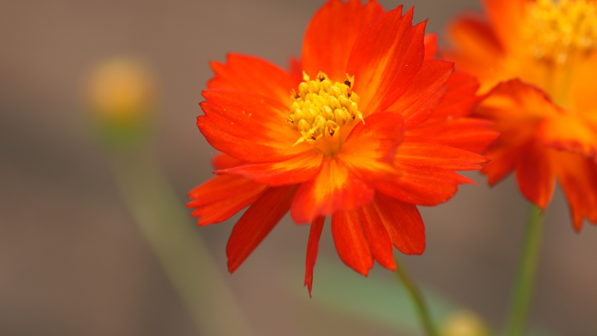 Оранжево желтый цветок