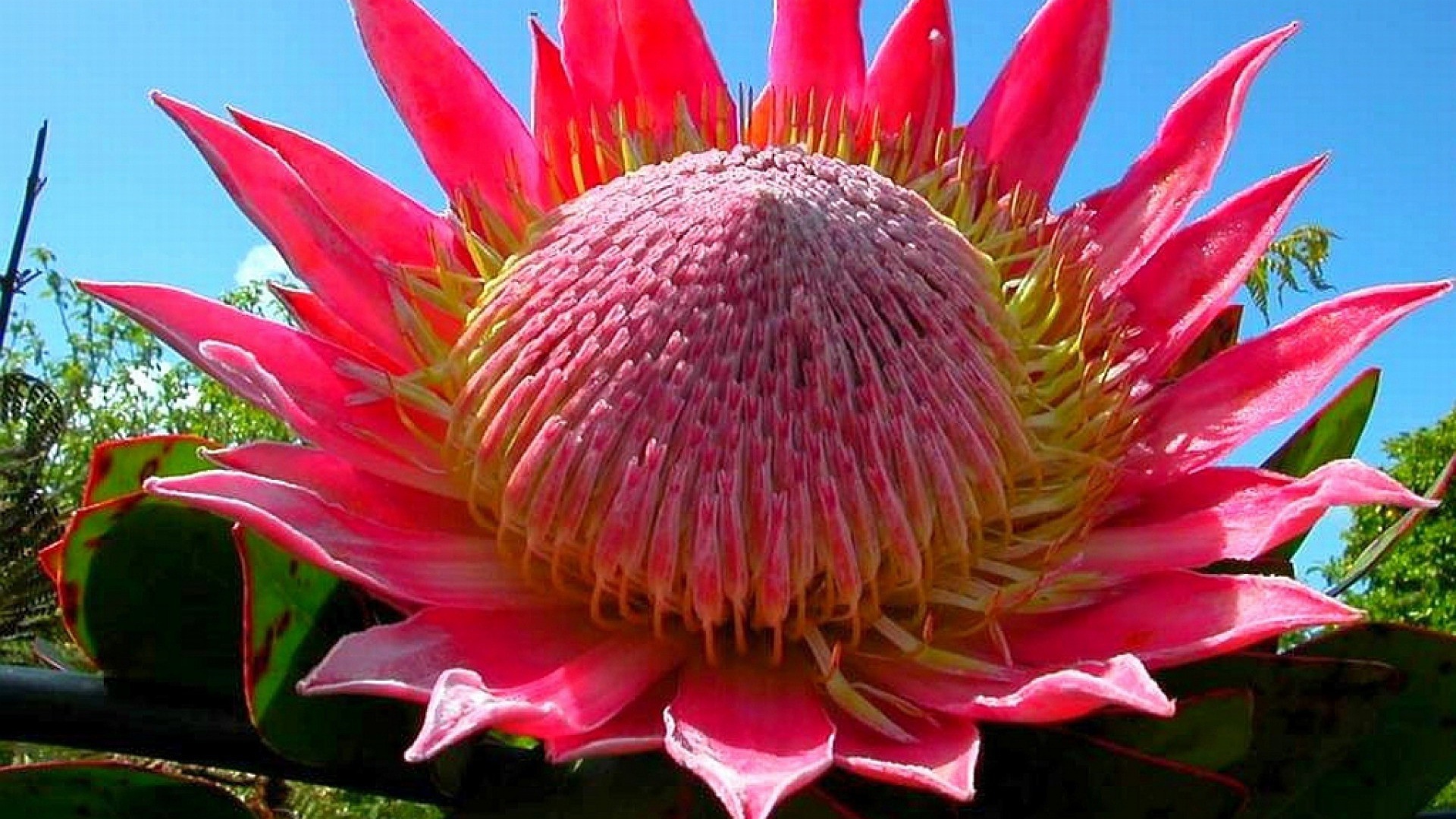	 Pink flower of the cactus
