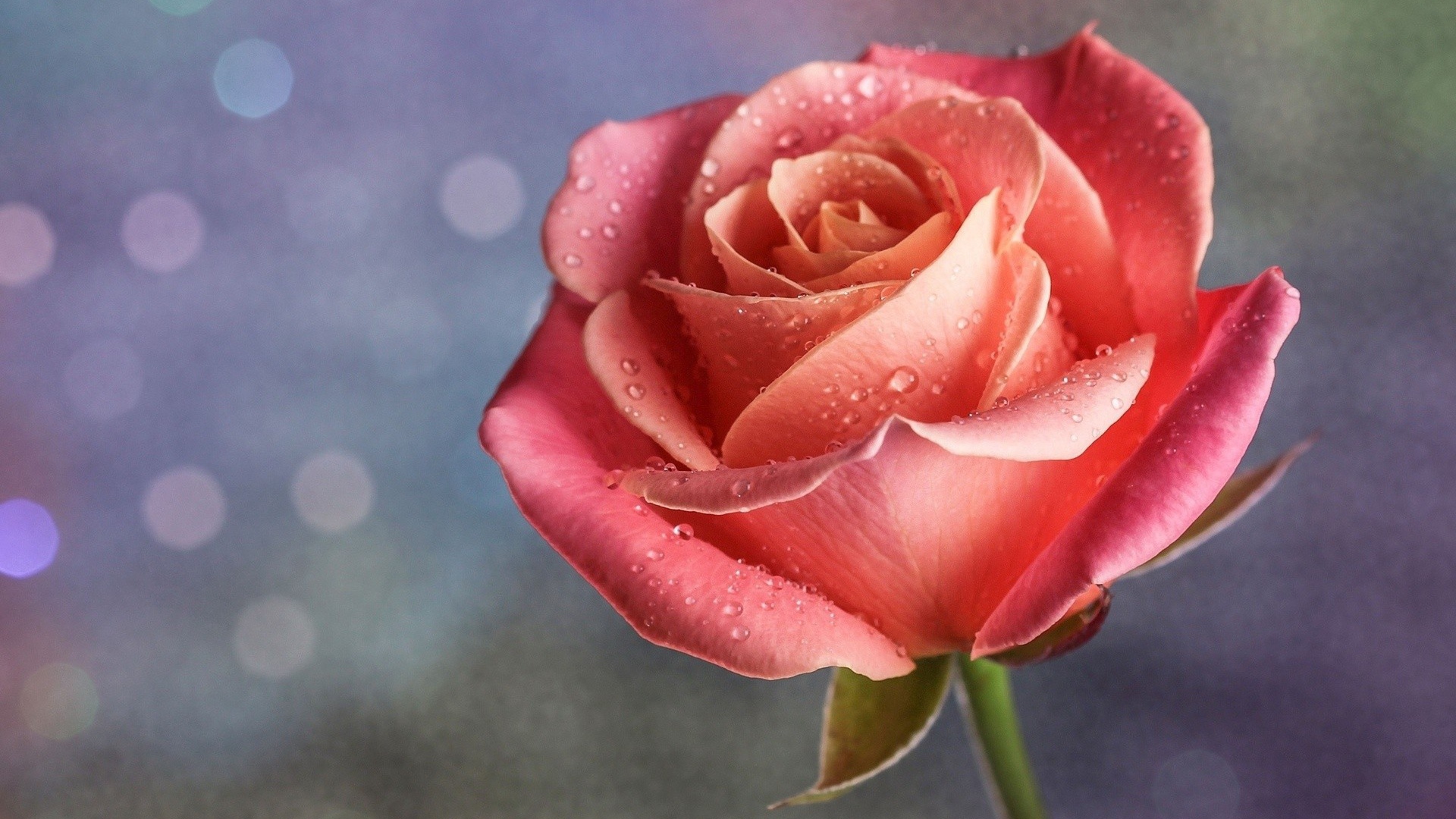 Капли дождя на розе