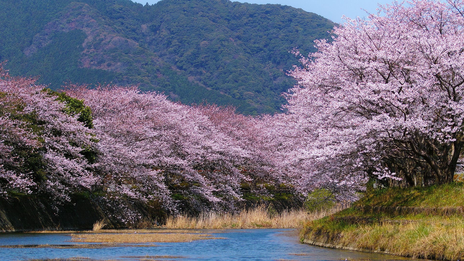 Деревья в белом цвету