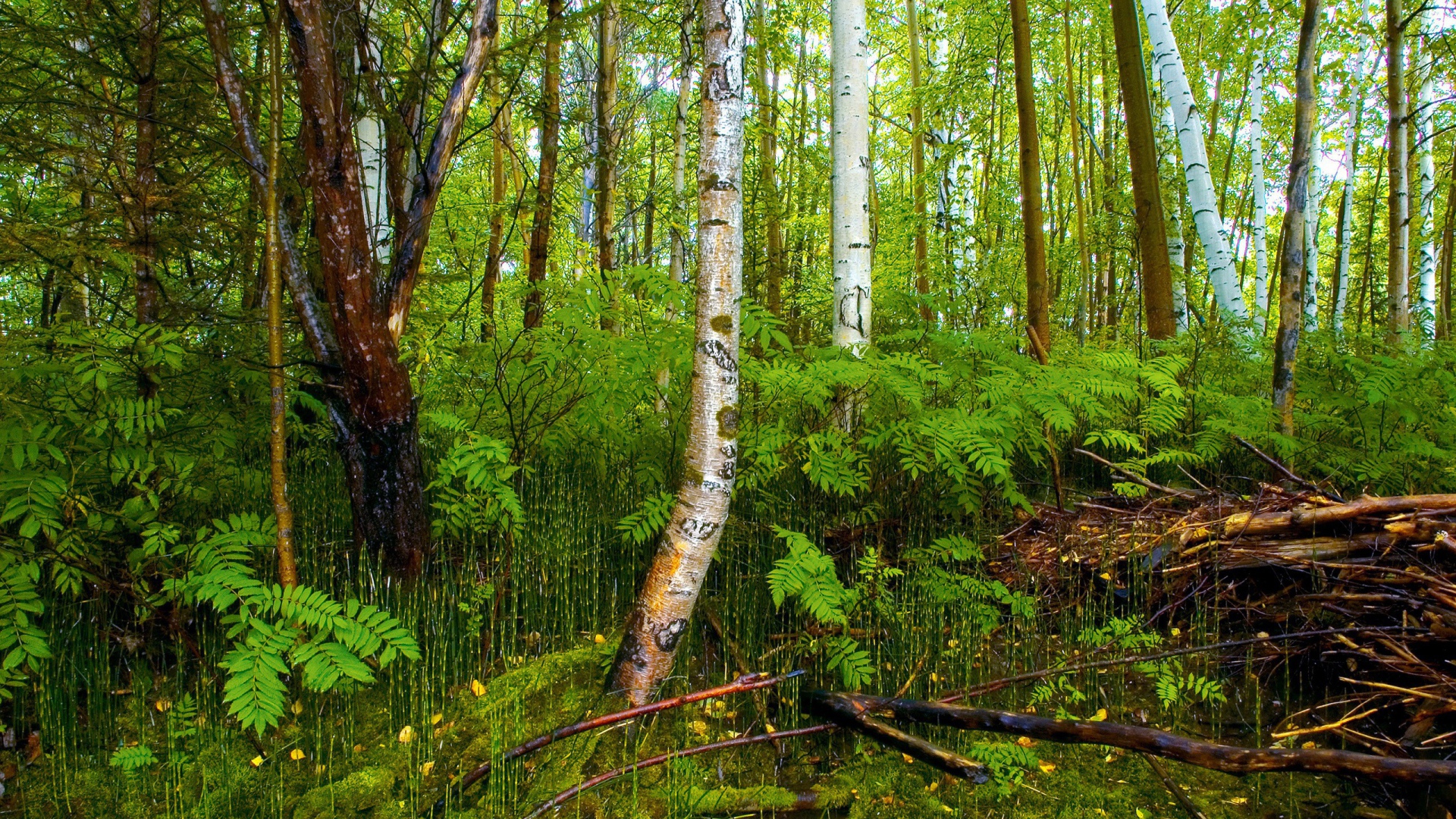 Березовый лес на болоте