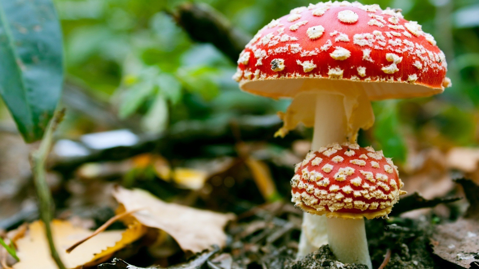 Ядовитые грибы мухоморы