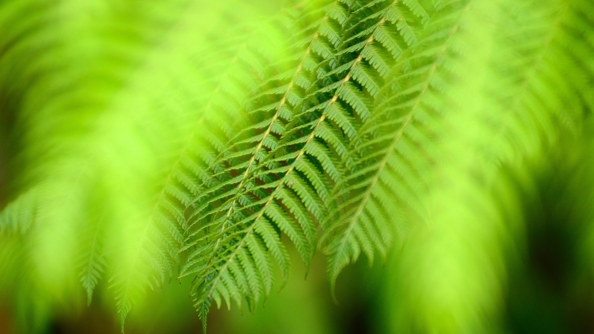 Ветка папоротника