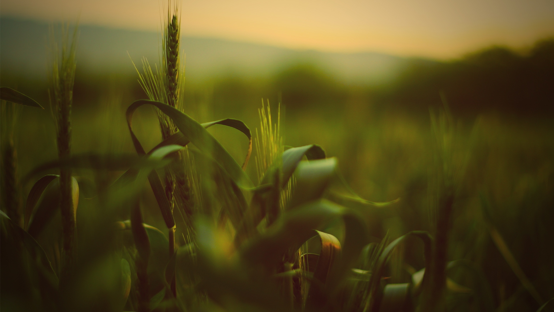 Трава с колосьями