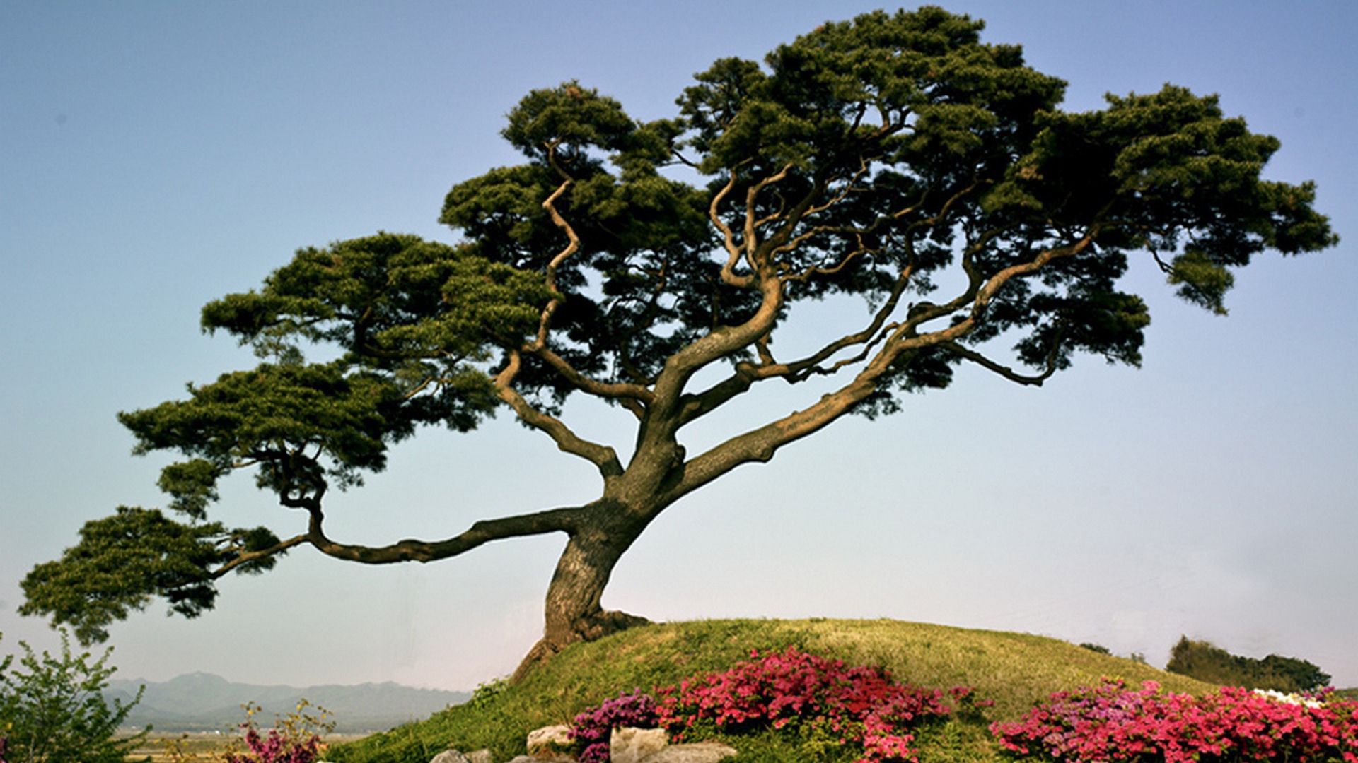 Японская сосна на горе