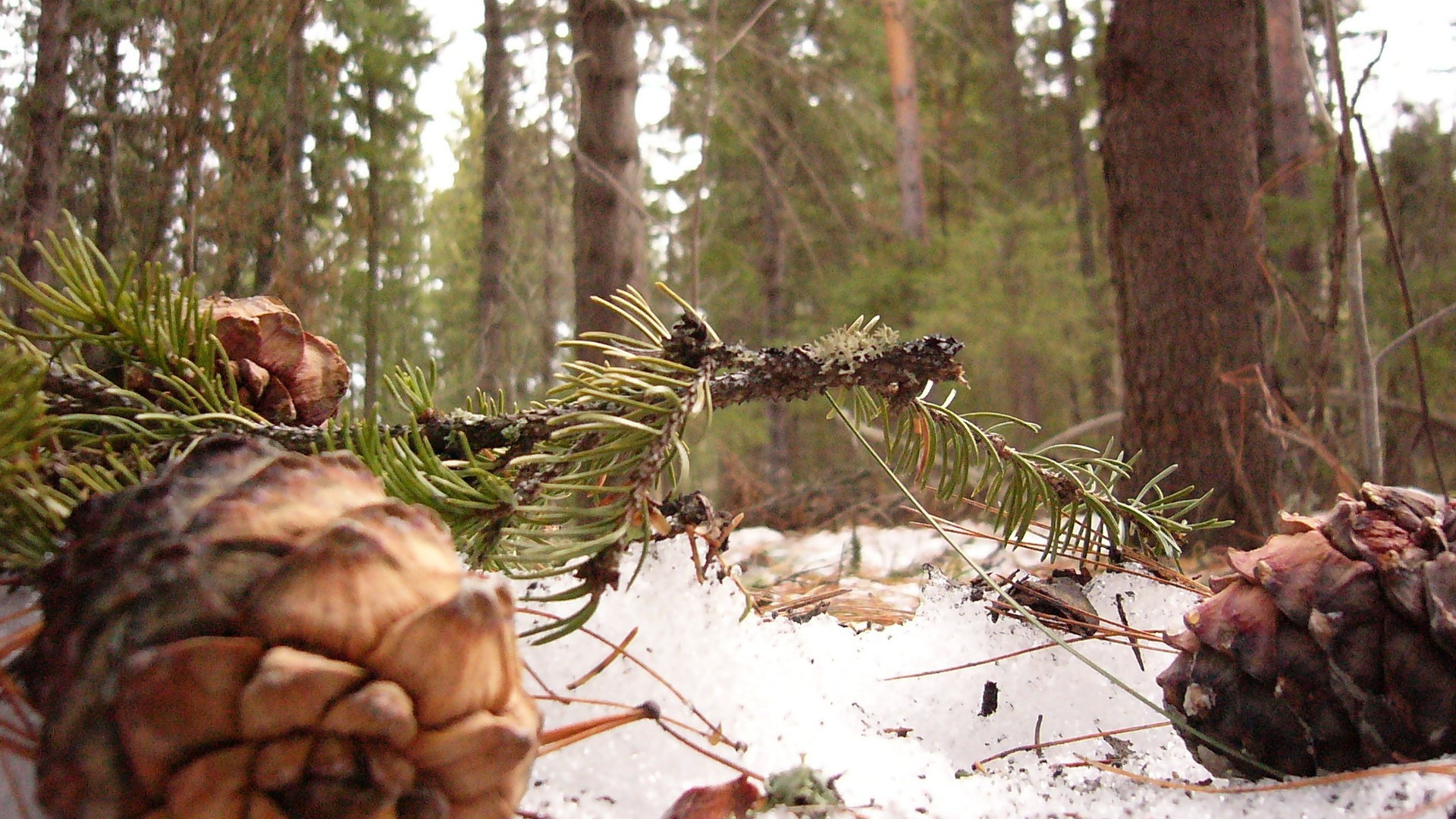 Шишки сибирского кедра