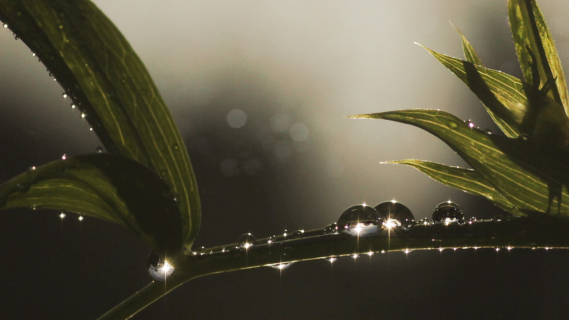 Блестящие капли росы на ветке