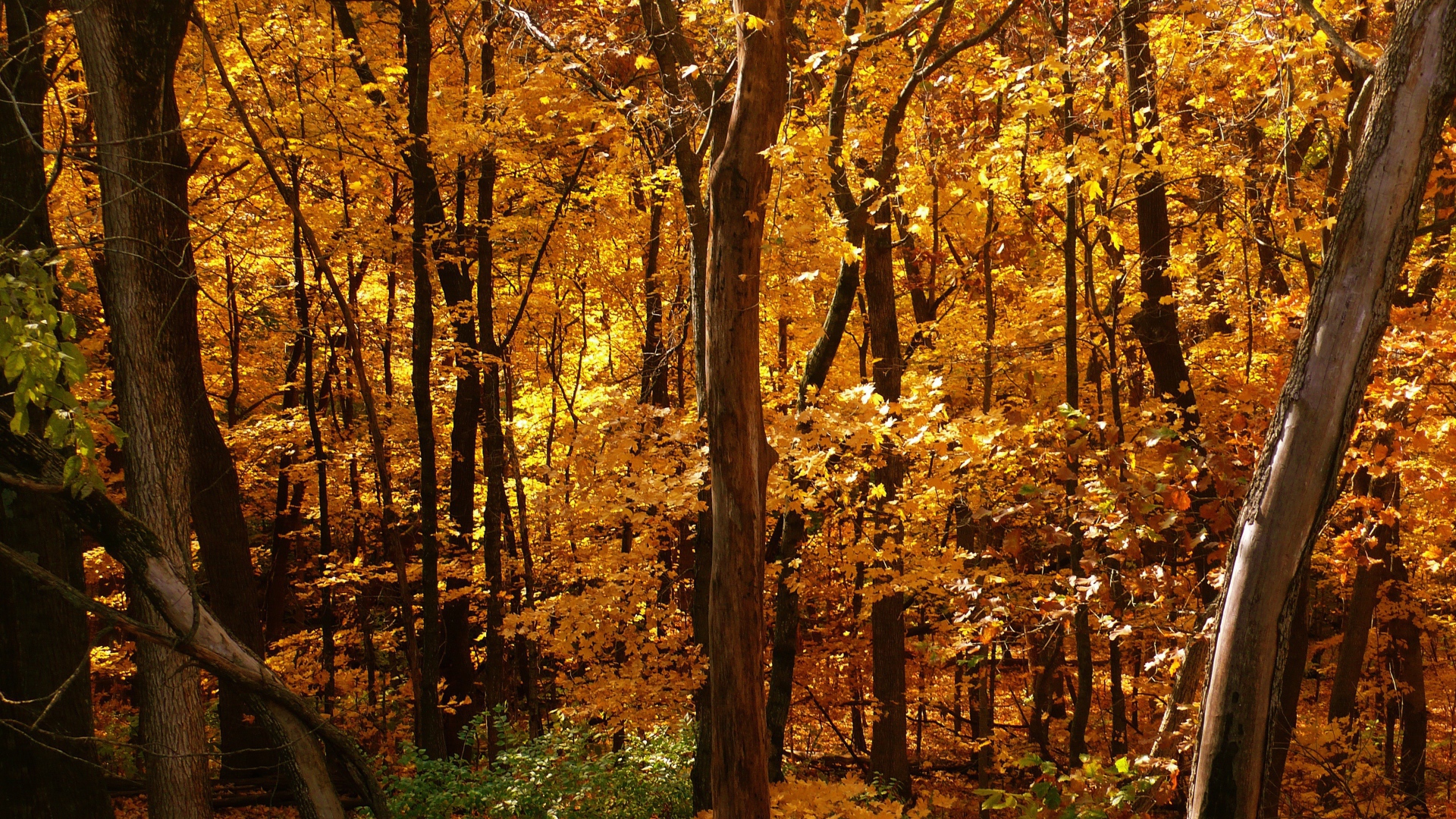 Золотая осень в лесу