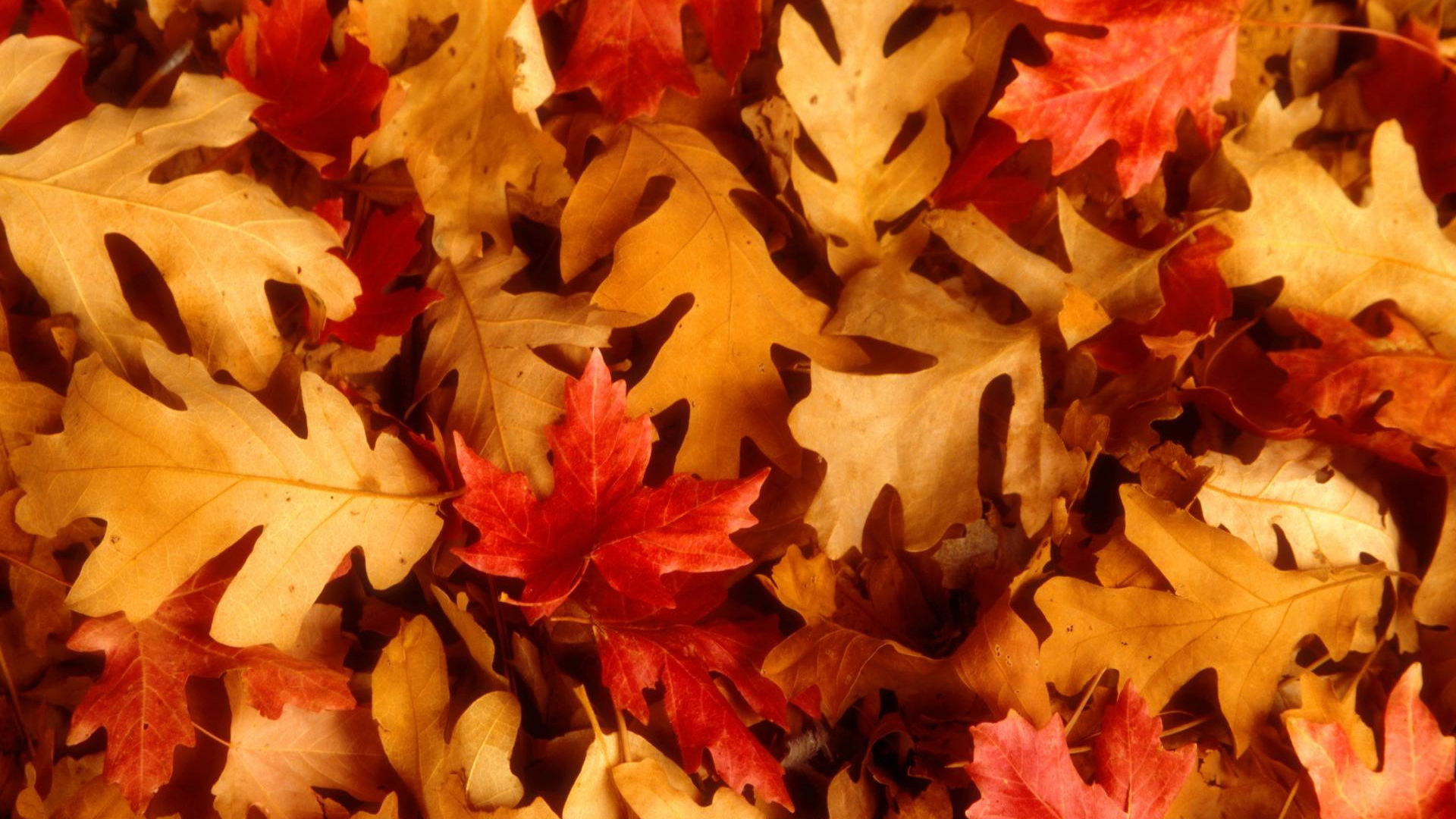the leafs in autumn are red and orange