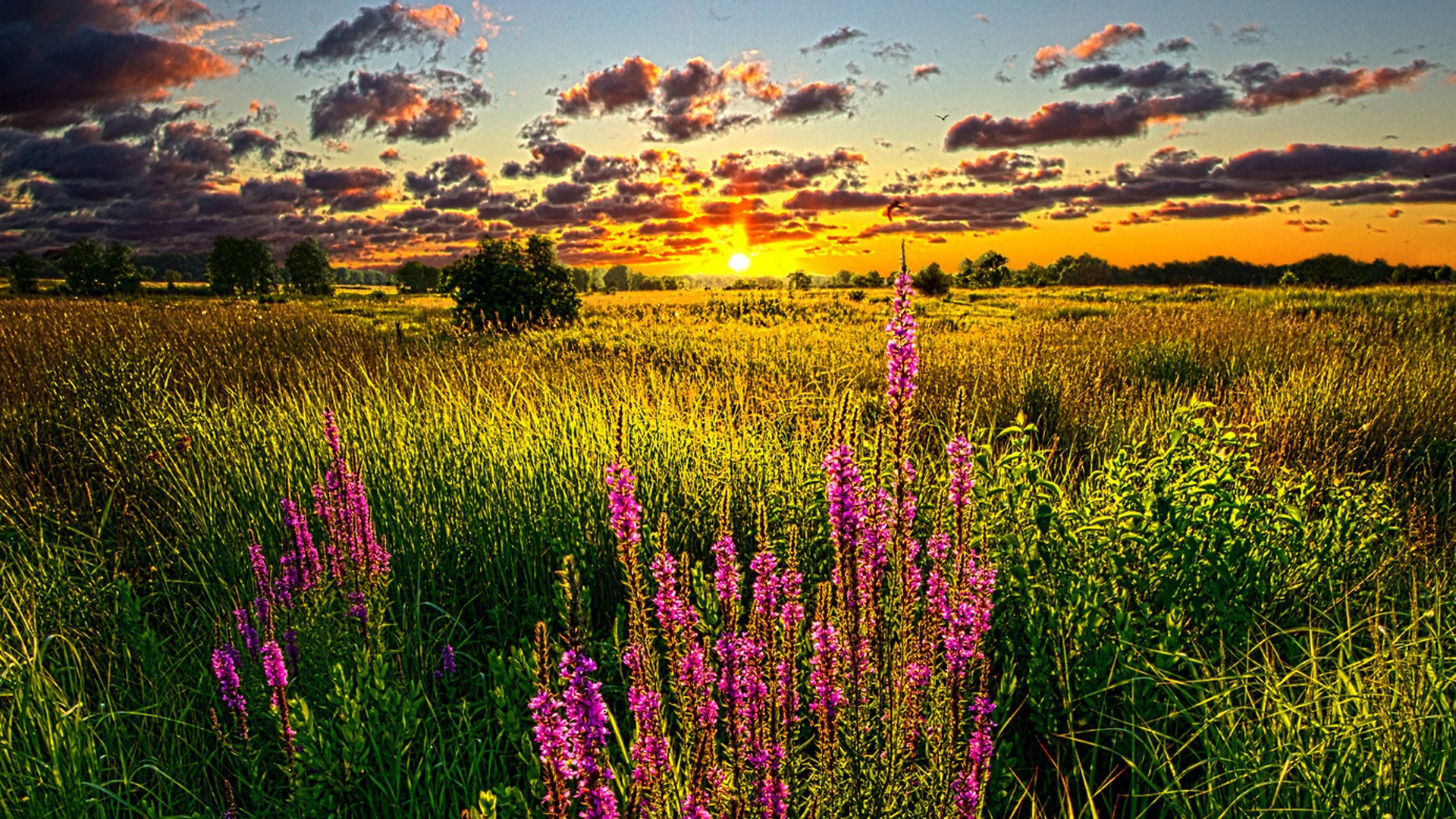 Синие цветы на золотом закате