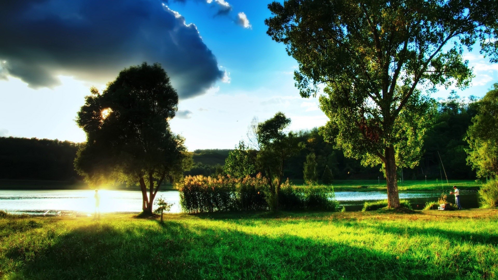 Закат за деревом