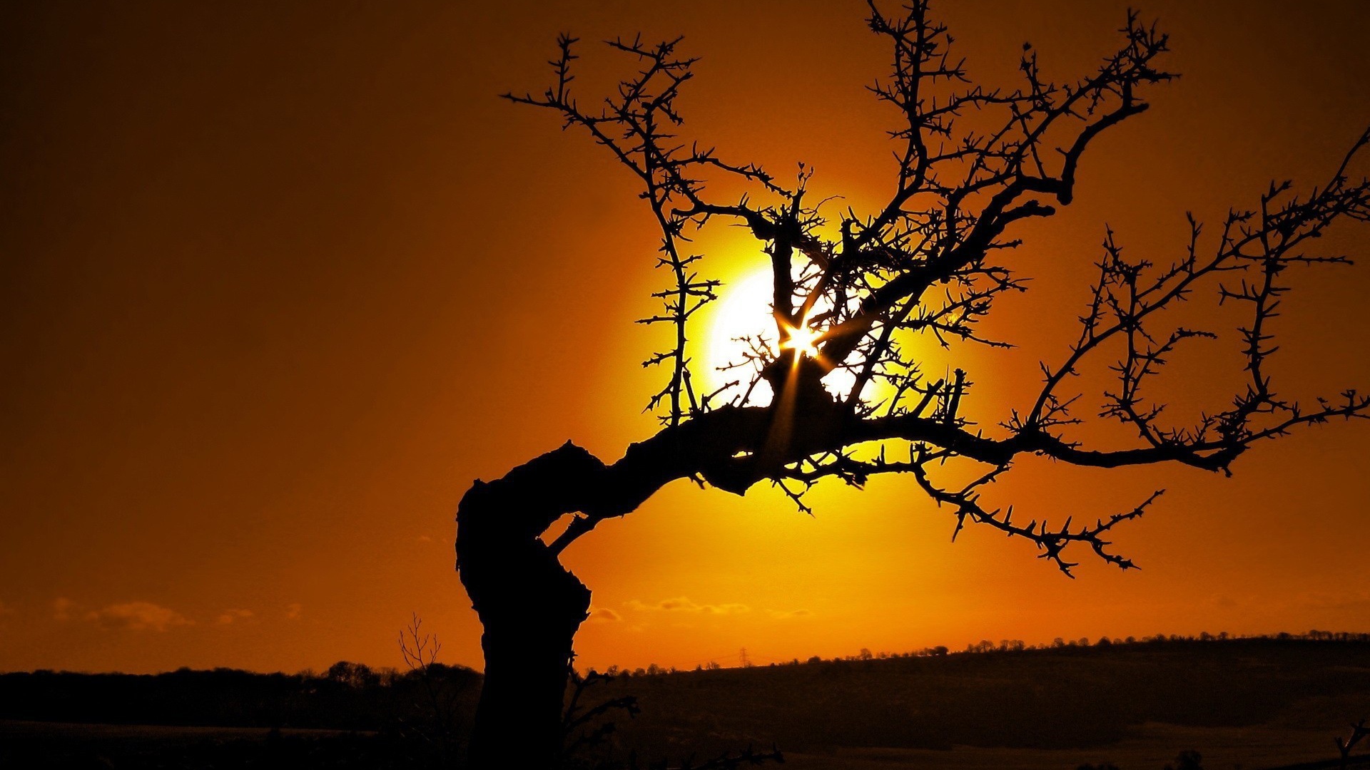 Очень кривое дерево на закате