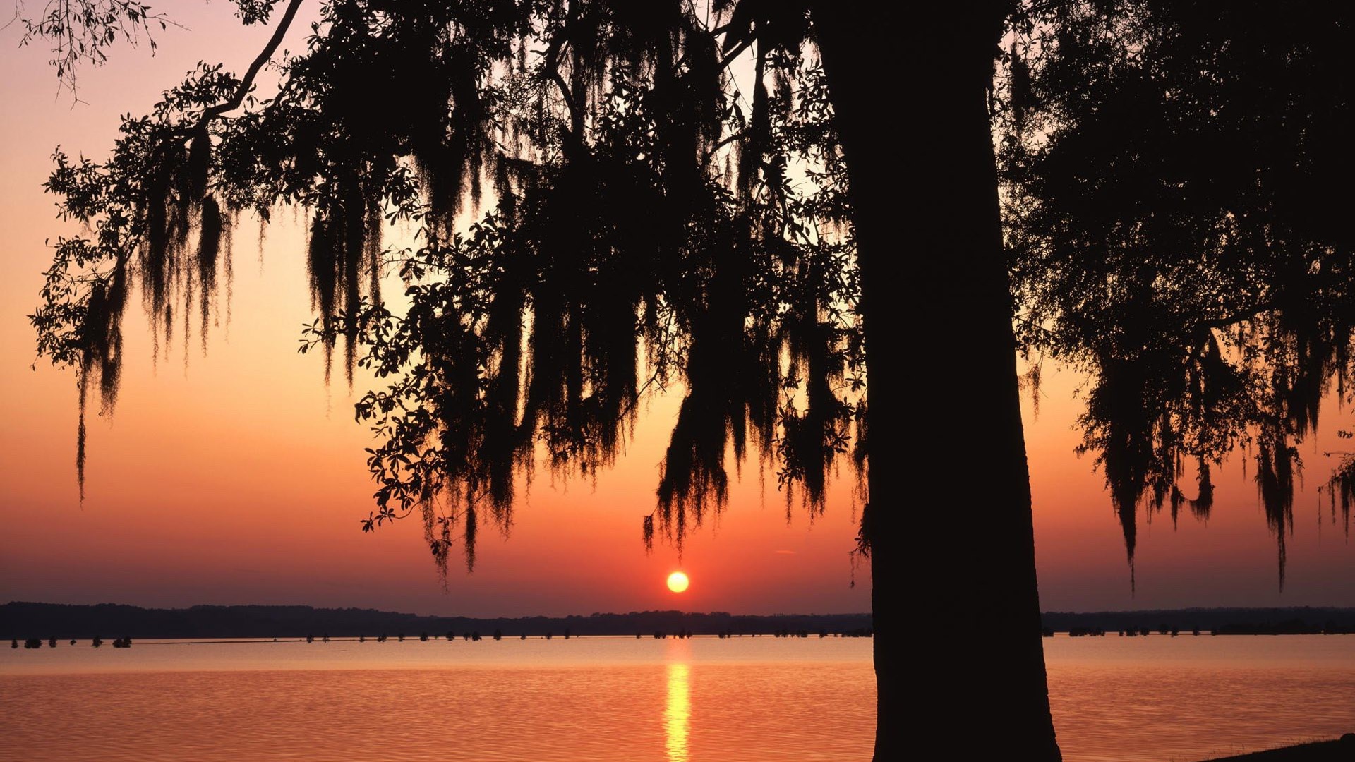 Темное дерево на фоне заката