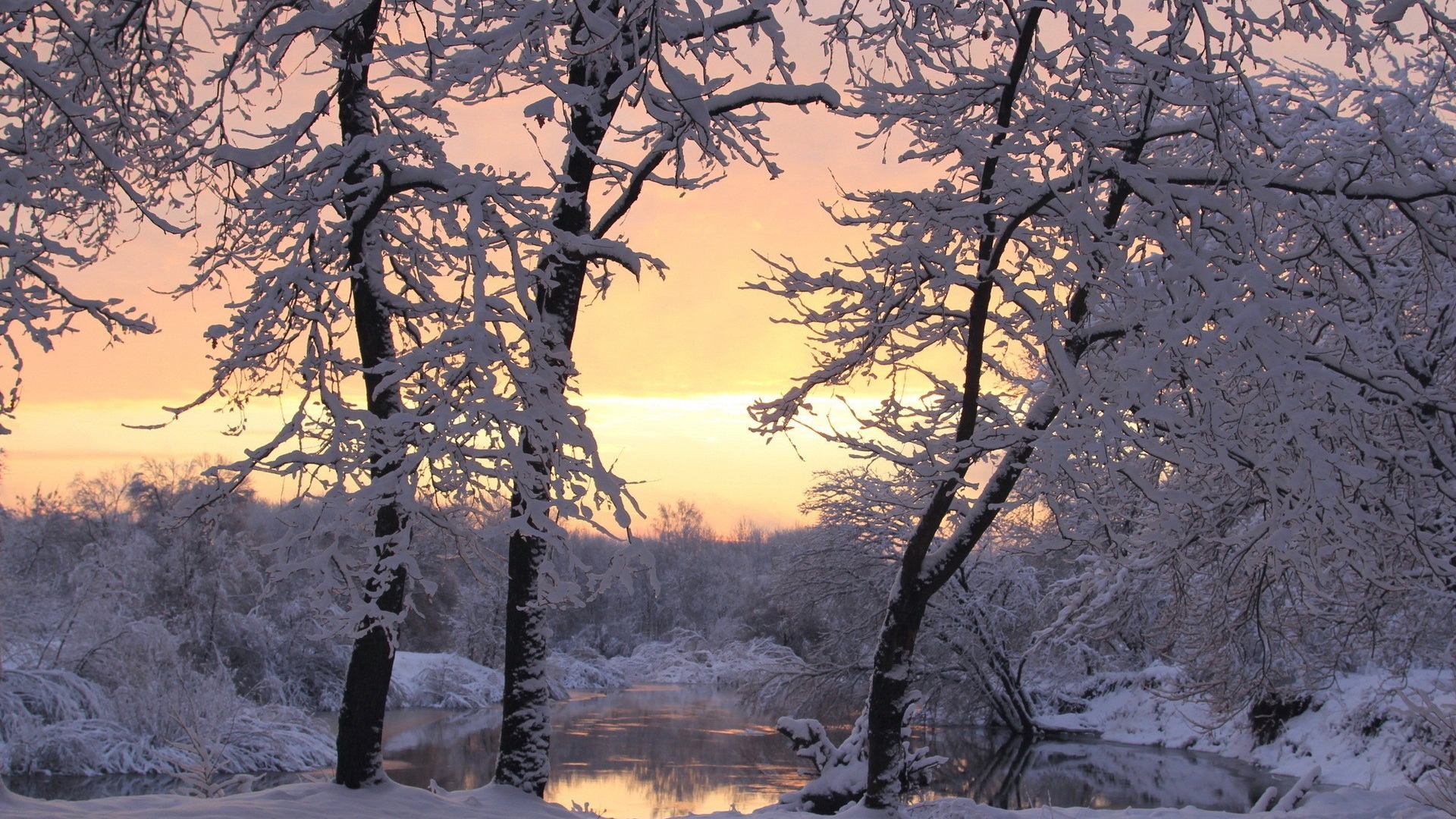 Snow-covered trees at the lake