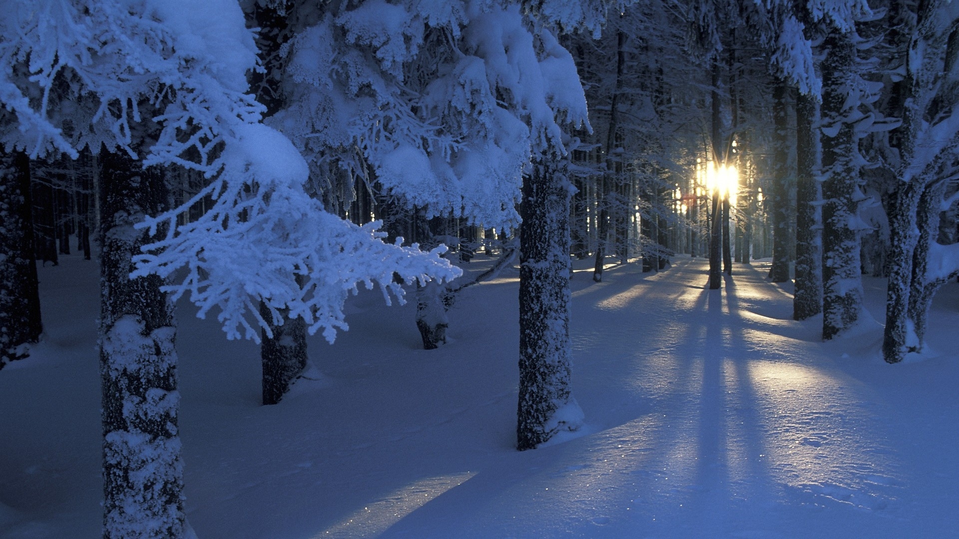 The sun is shining through the trees in the winter forest