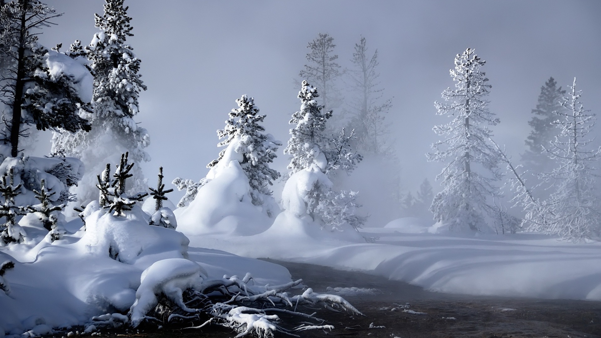 Зимний лес в пасмурную погоду