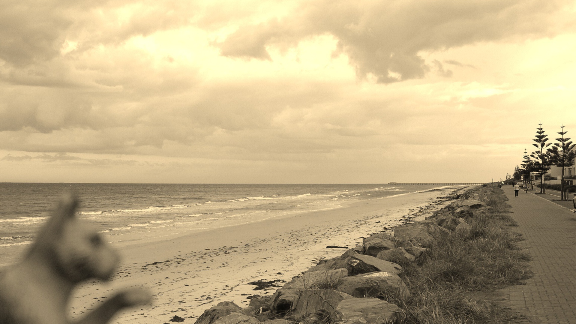 Найди кота на пляже