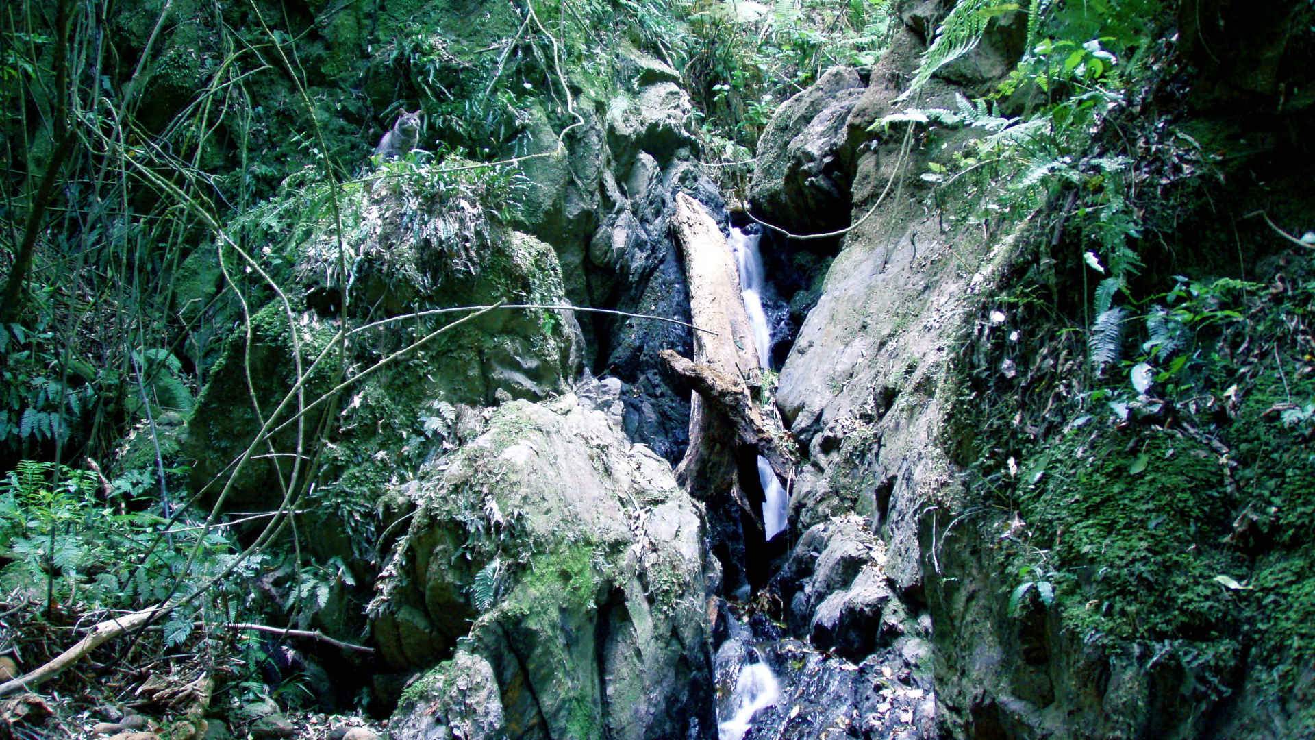 Найди кота на картинке с водопадом