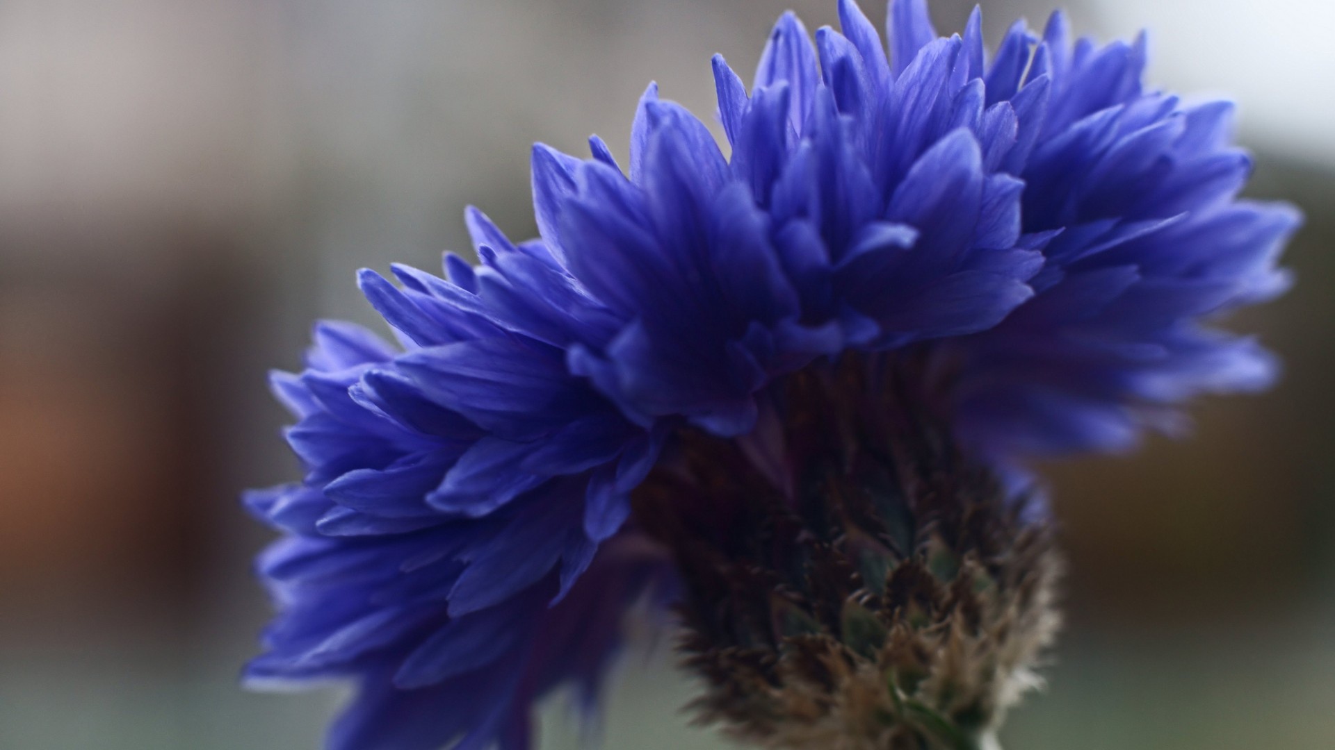 Лютик синий