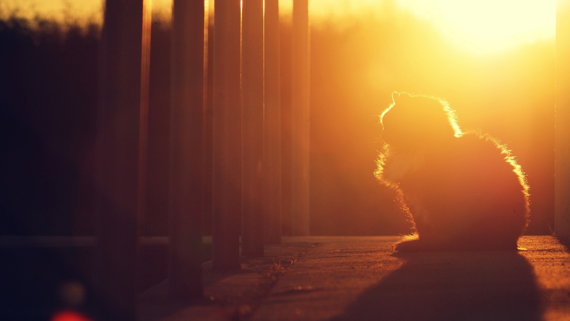 Кошка на закате