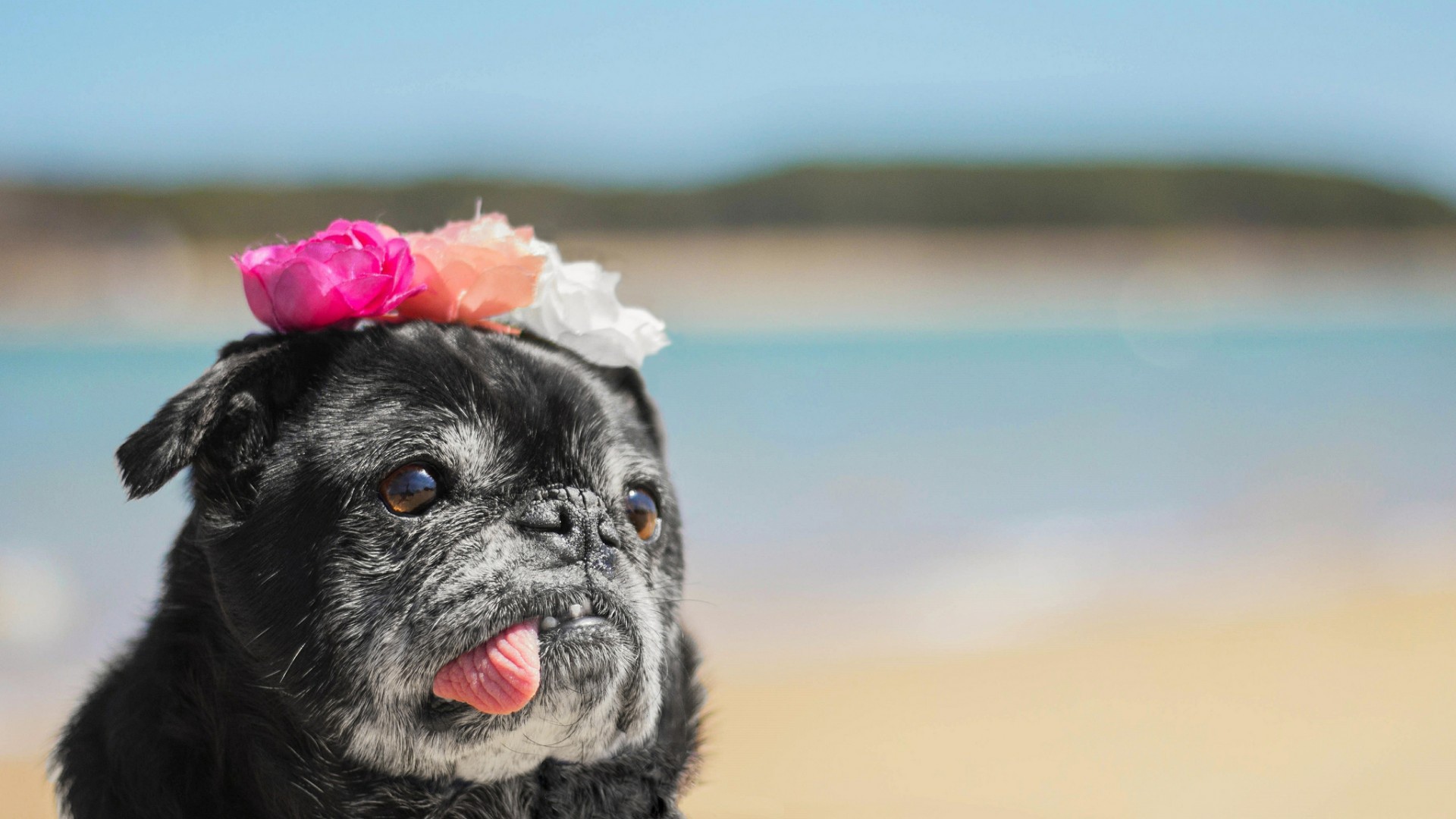 Корона из цветов у собаки