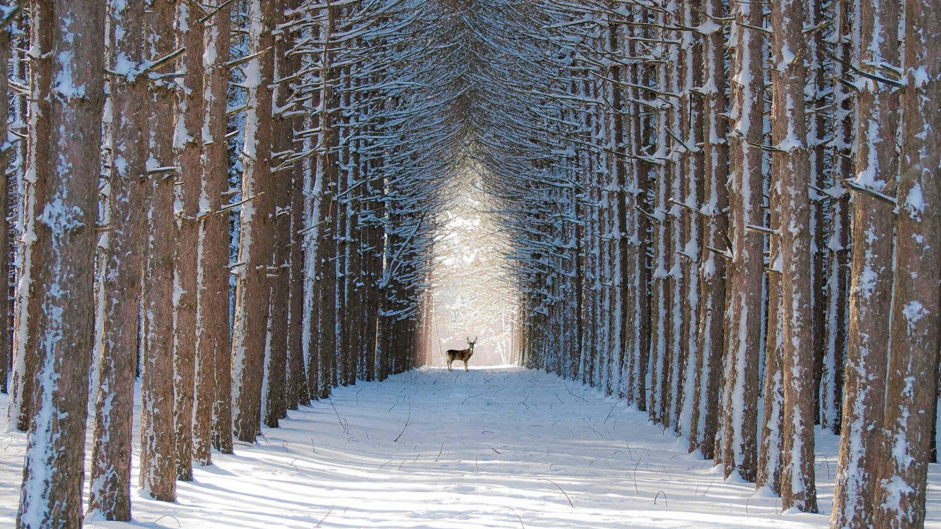 Олень в лесу
