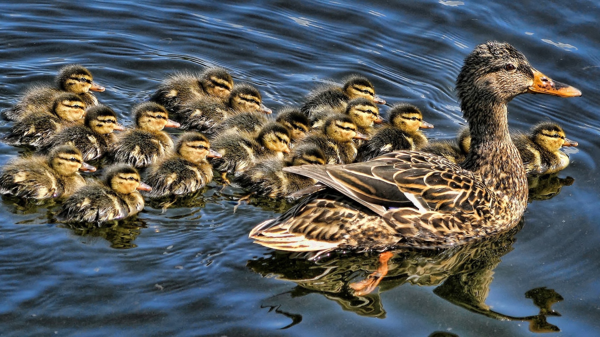 Утка с выводком