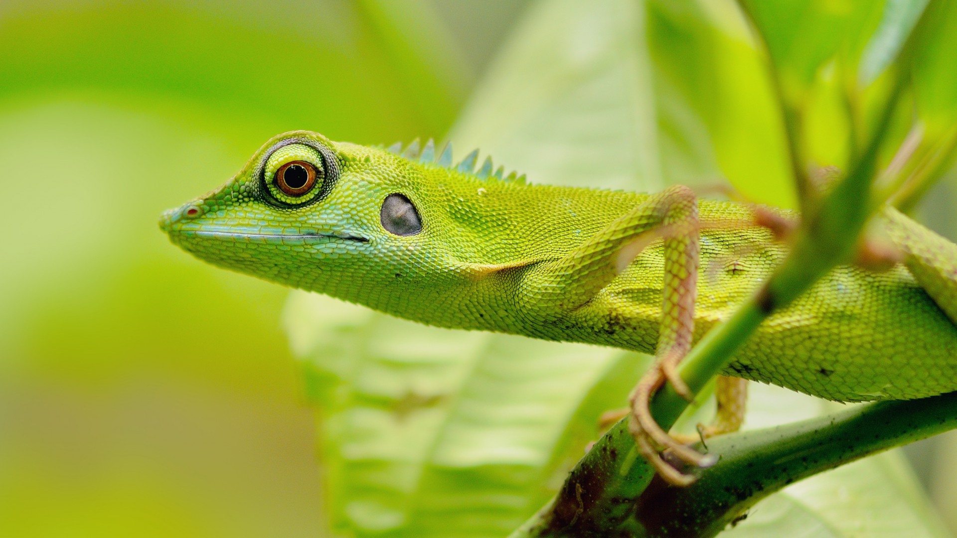 Зеленый зверь в джунглях