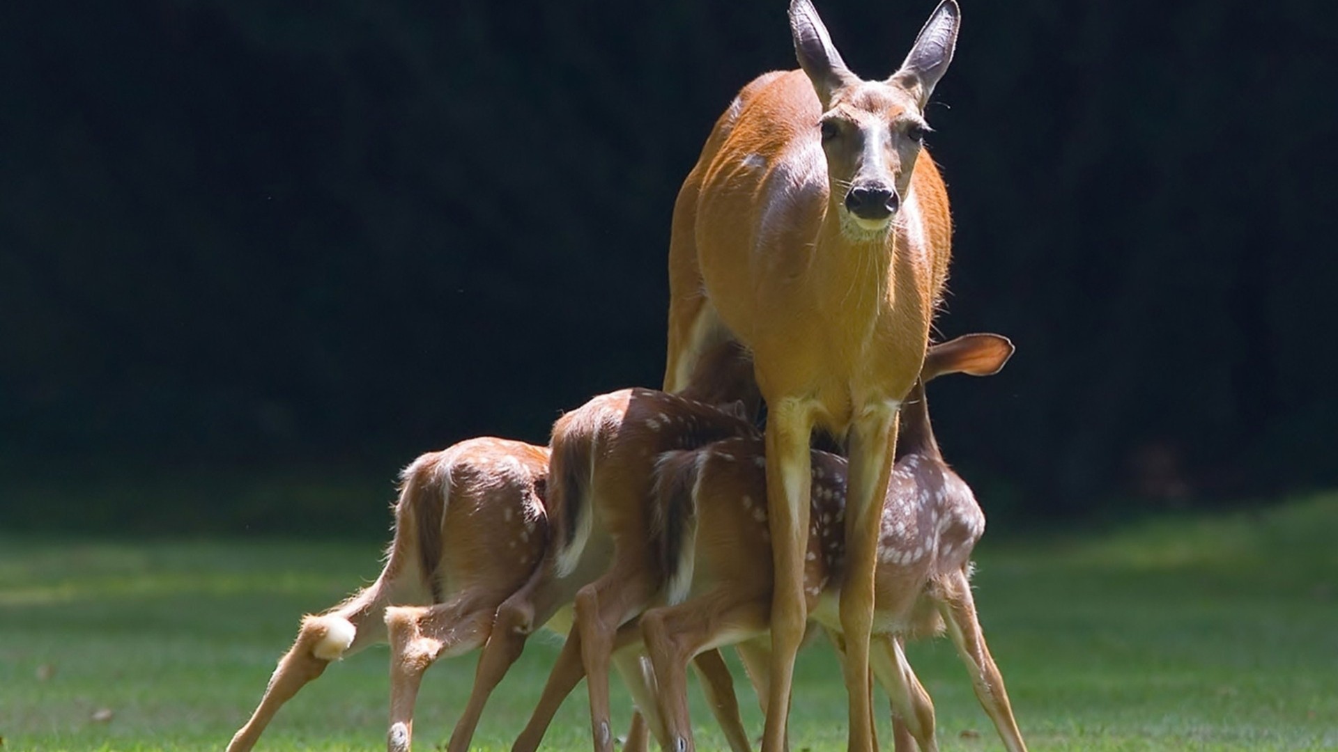 Mалыши косули с мамой