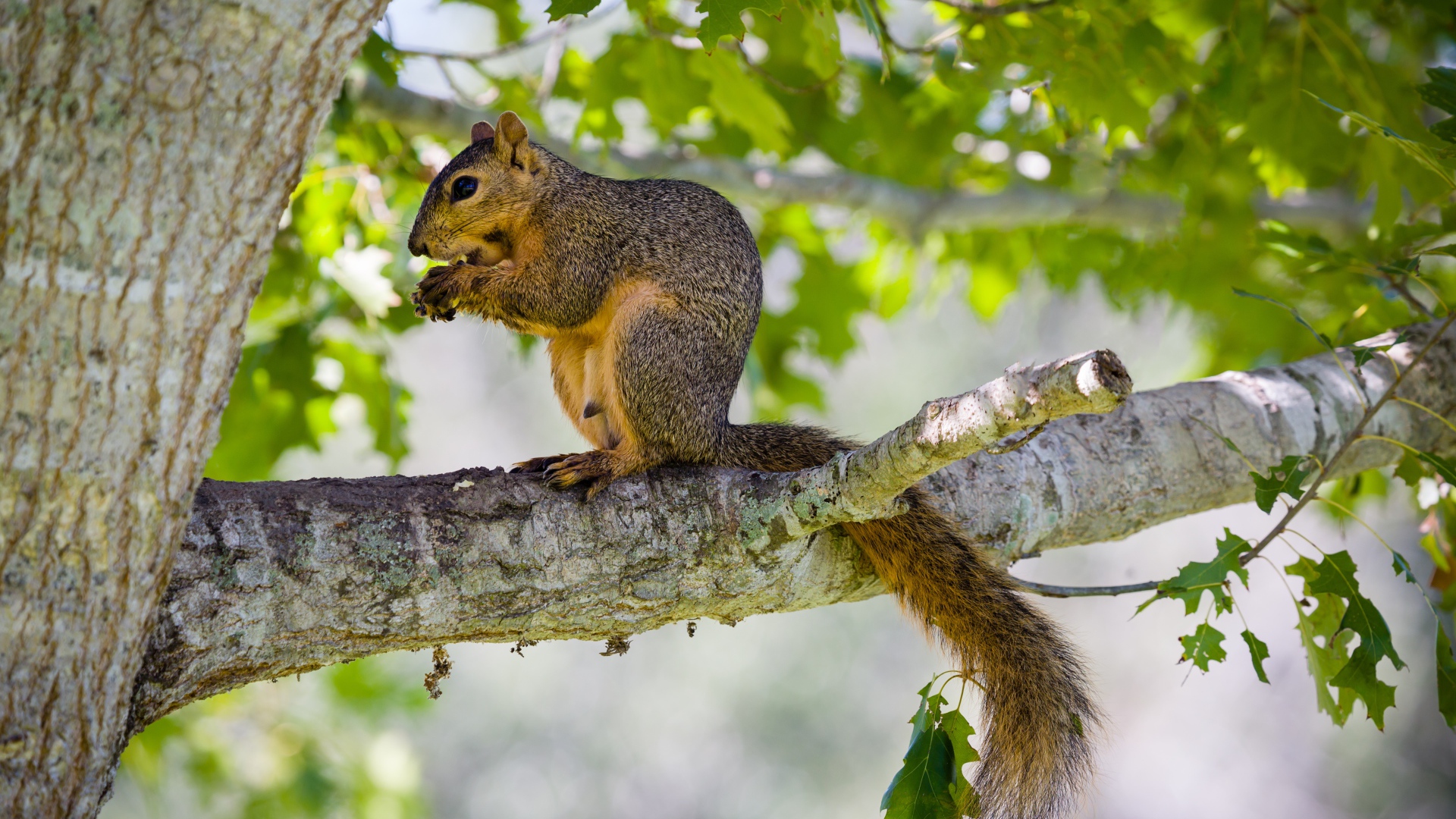 Белка сидит на дереве